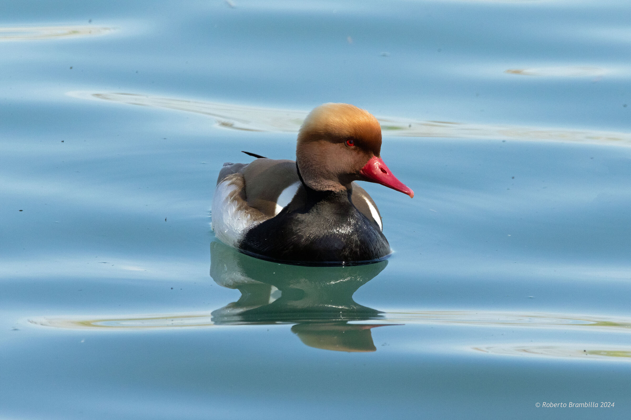 Red-crested pochard