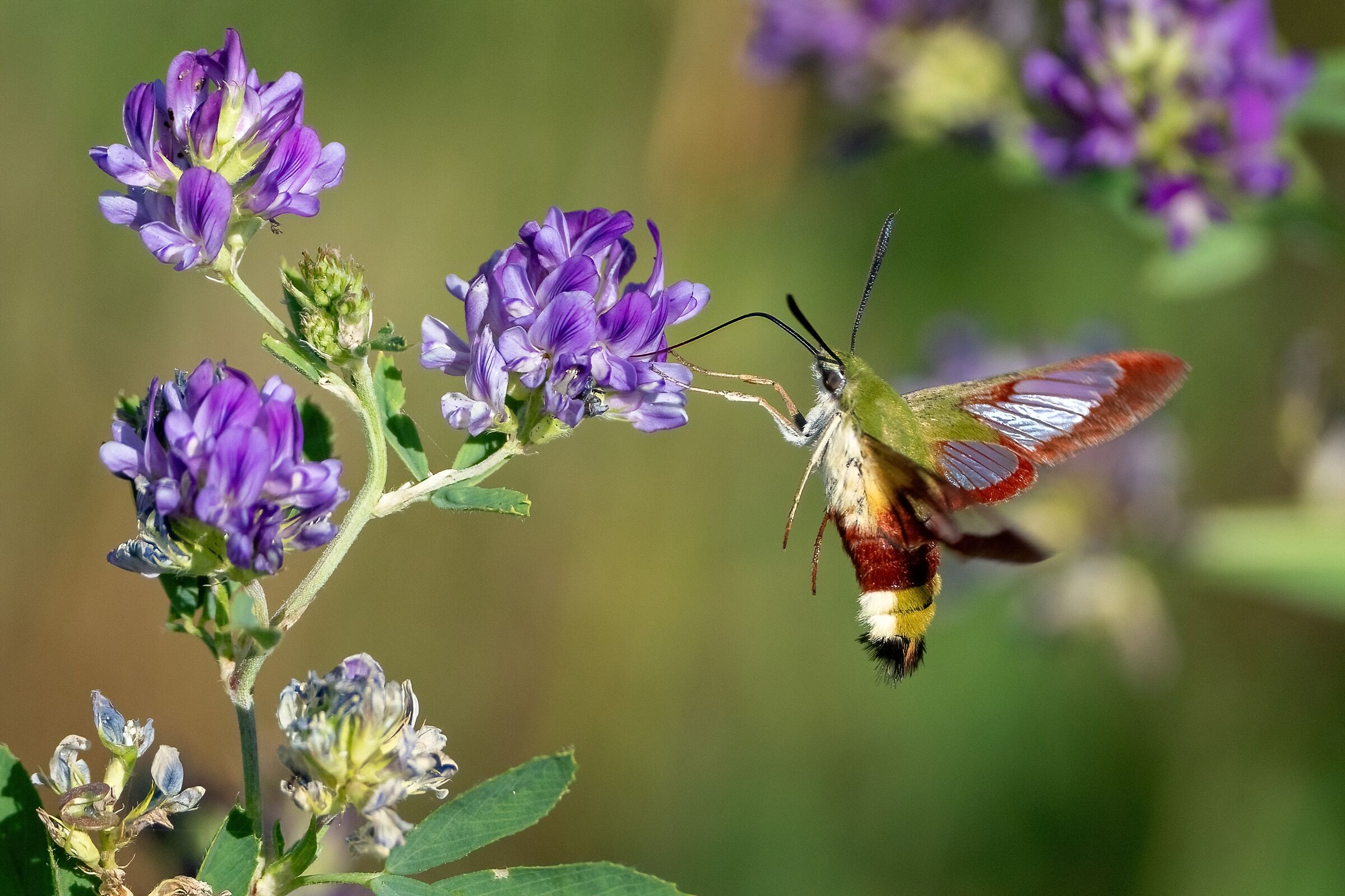 Hemaris fuciformis