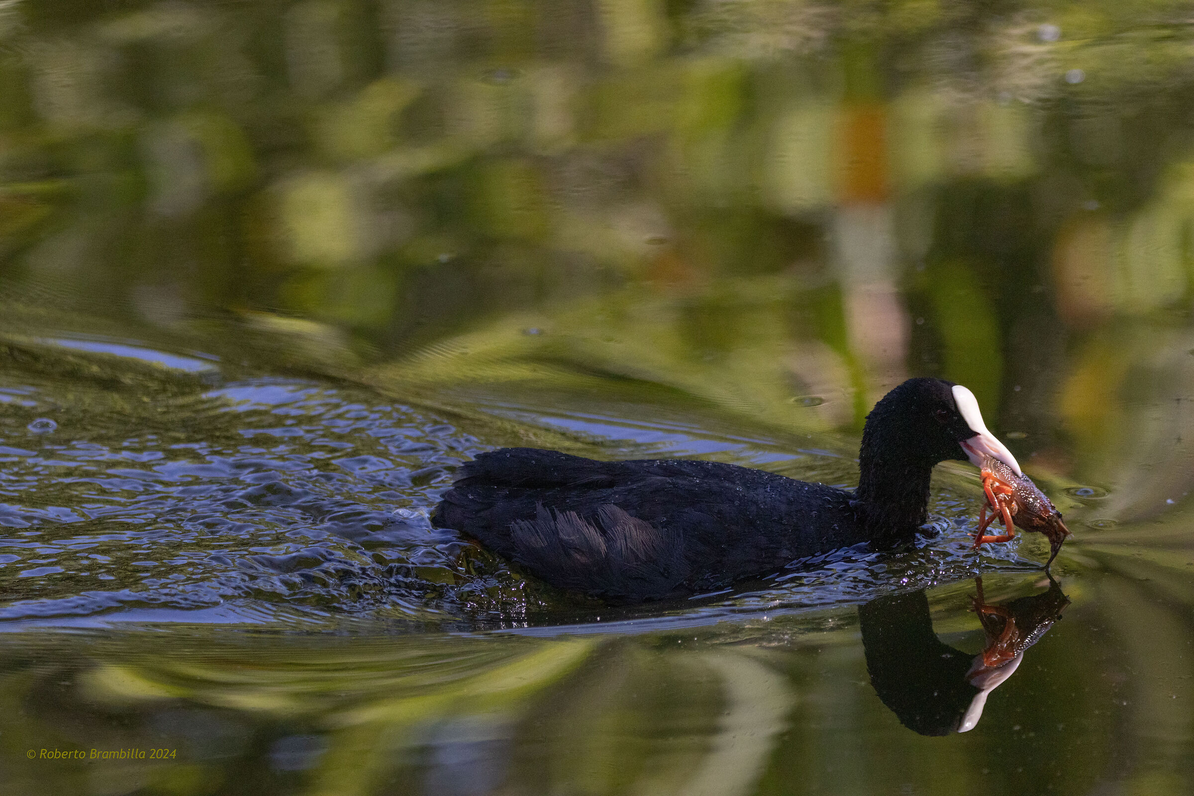 Coot for dinner