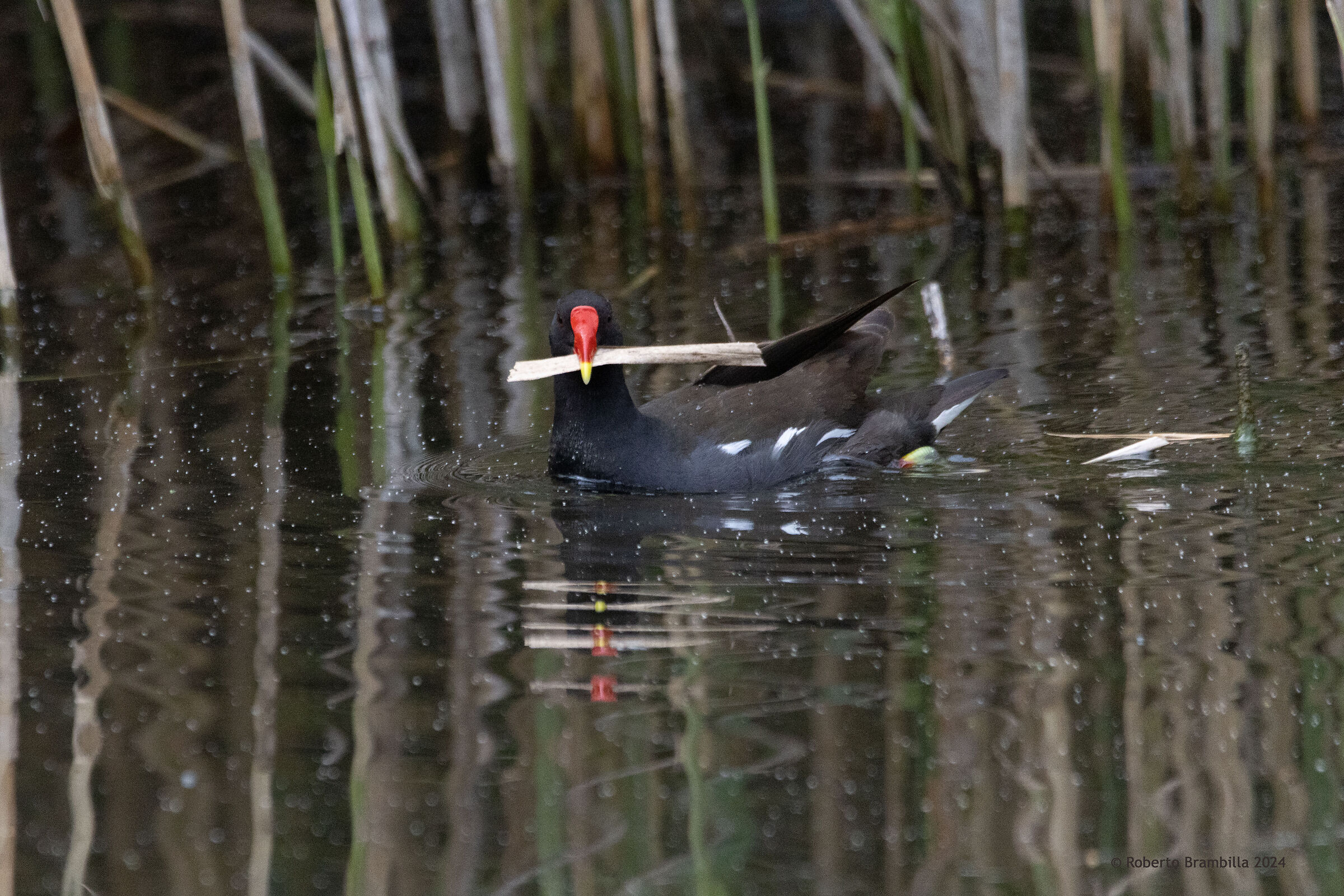 Nest preparation