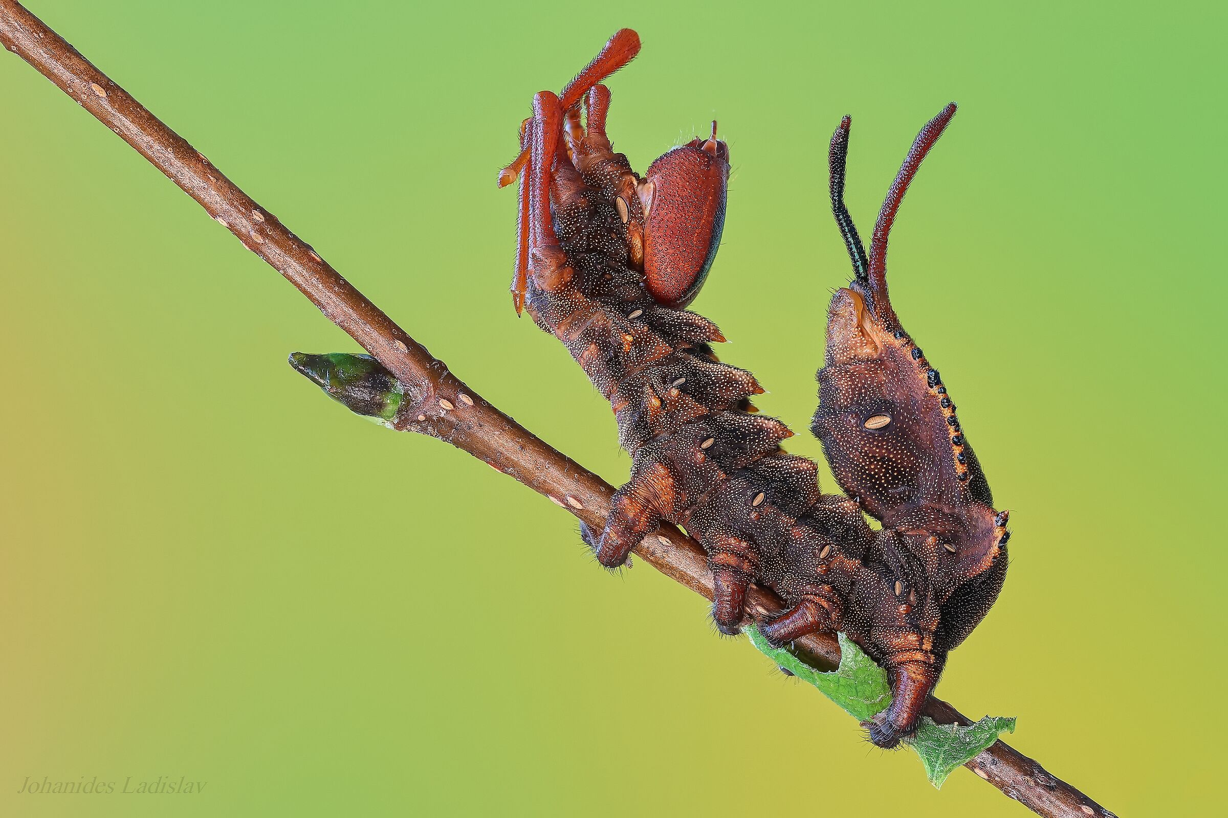 Stauropus fagi