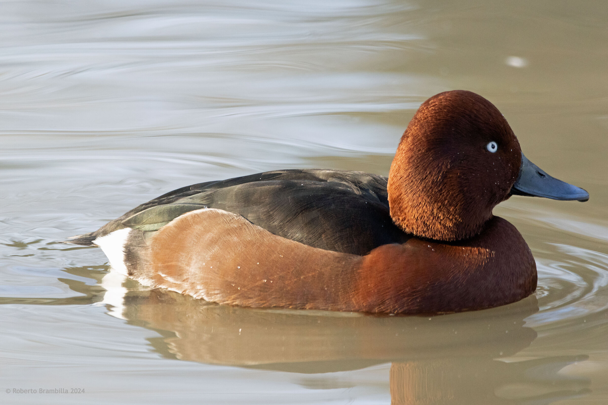 Ferruginous duck