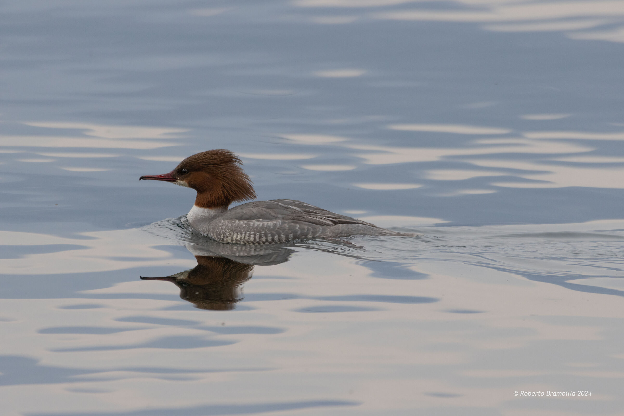 Merganser
