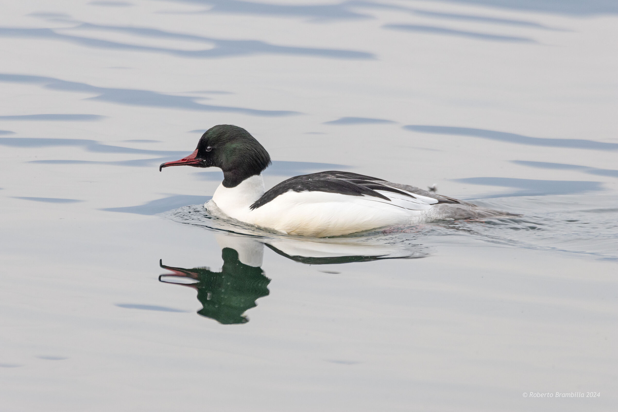 Male Merganser