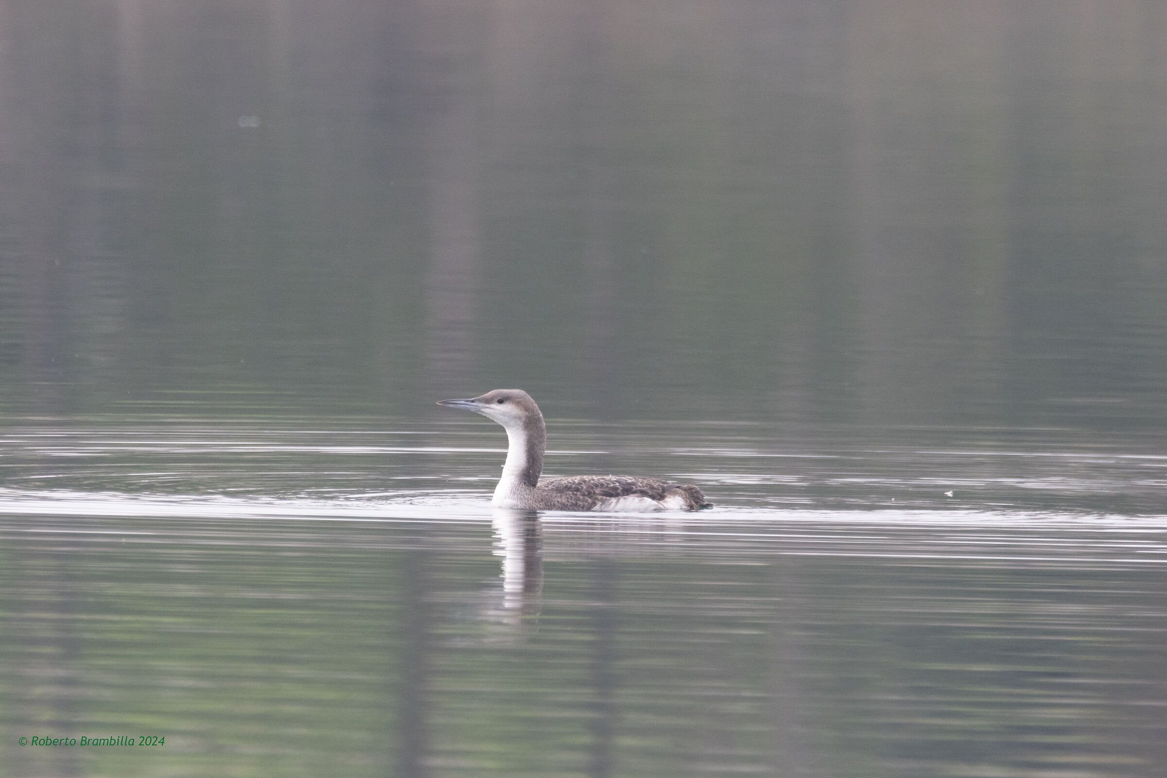 Loon