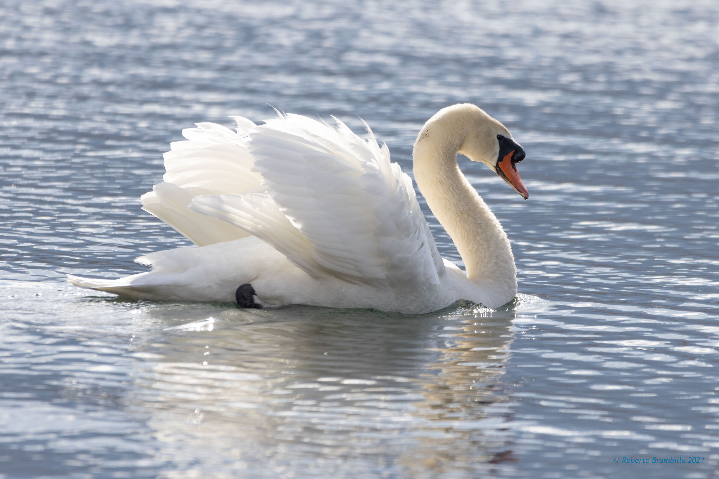 Swan