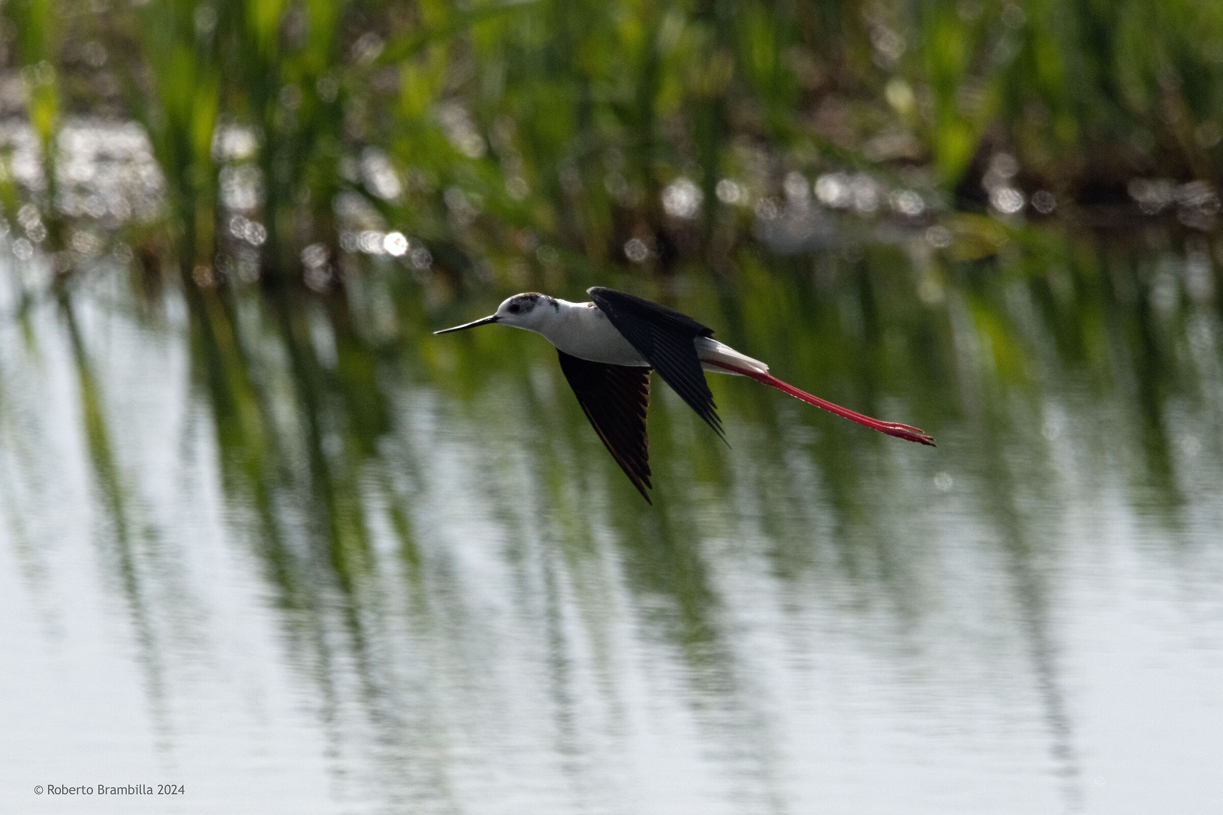 Cavaliere in volo