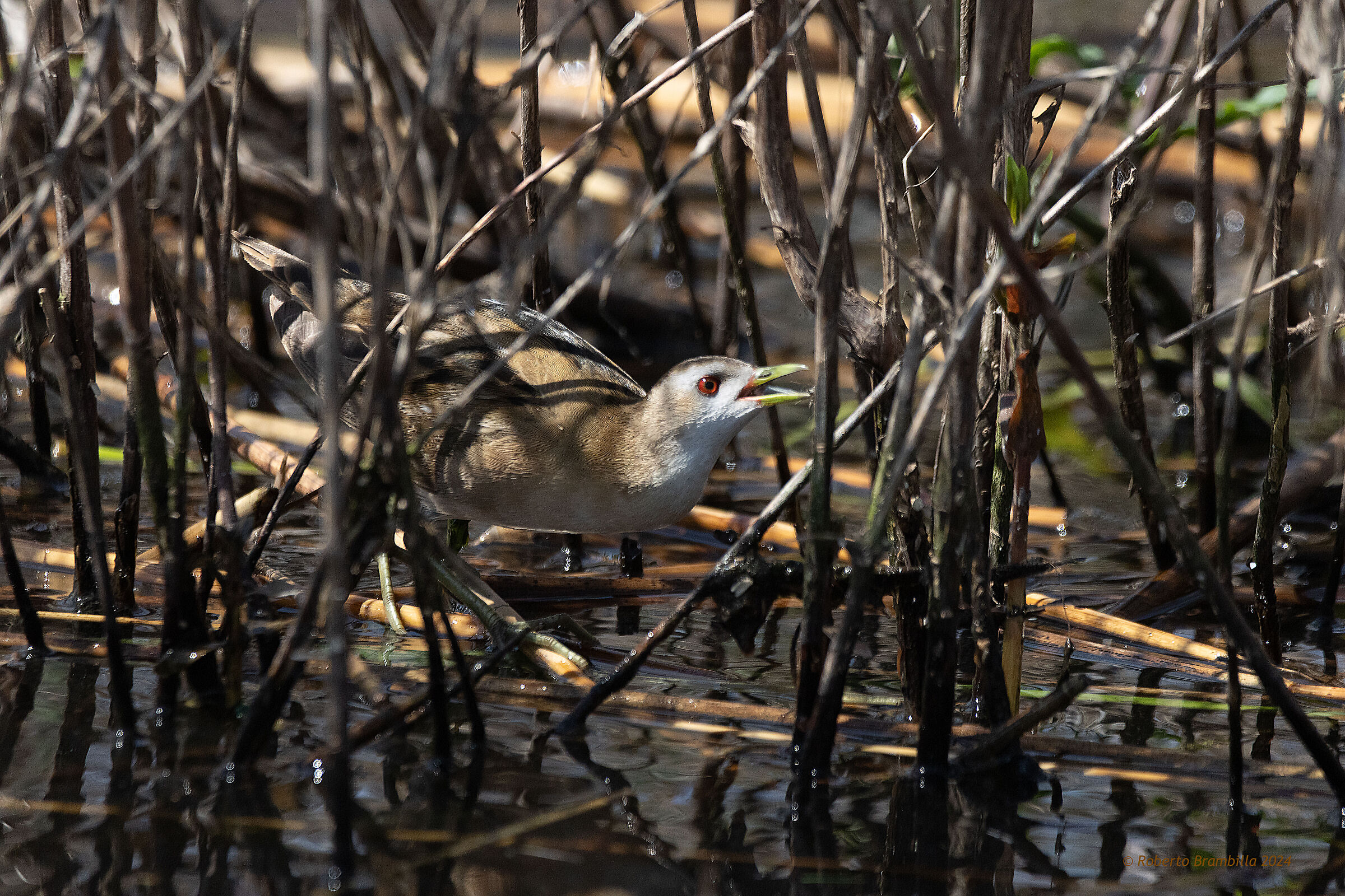 Little crake