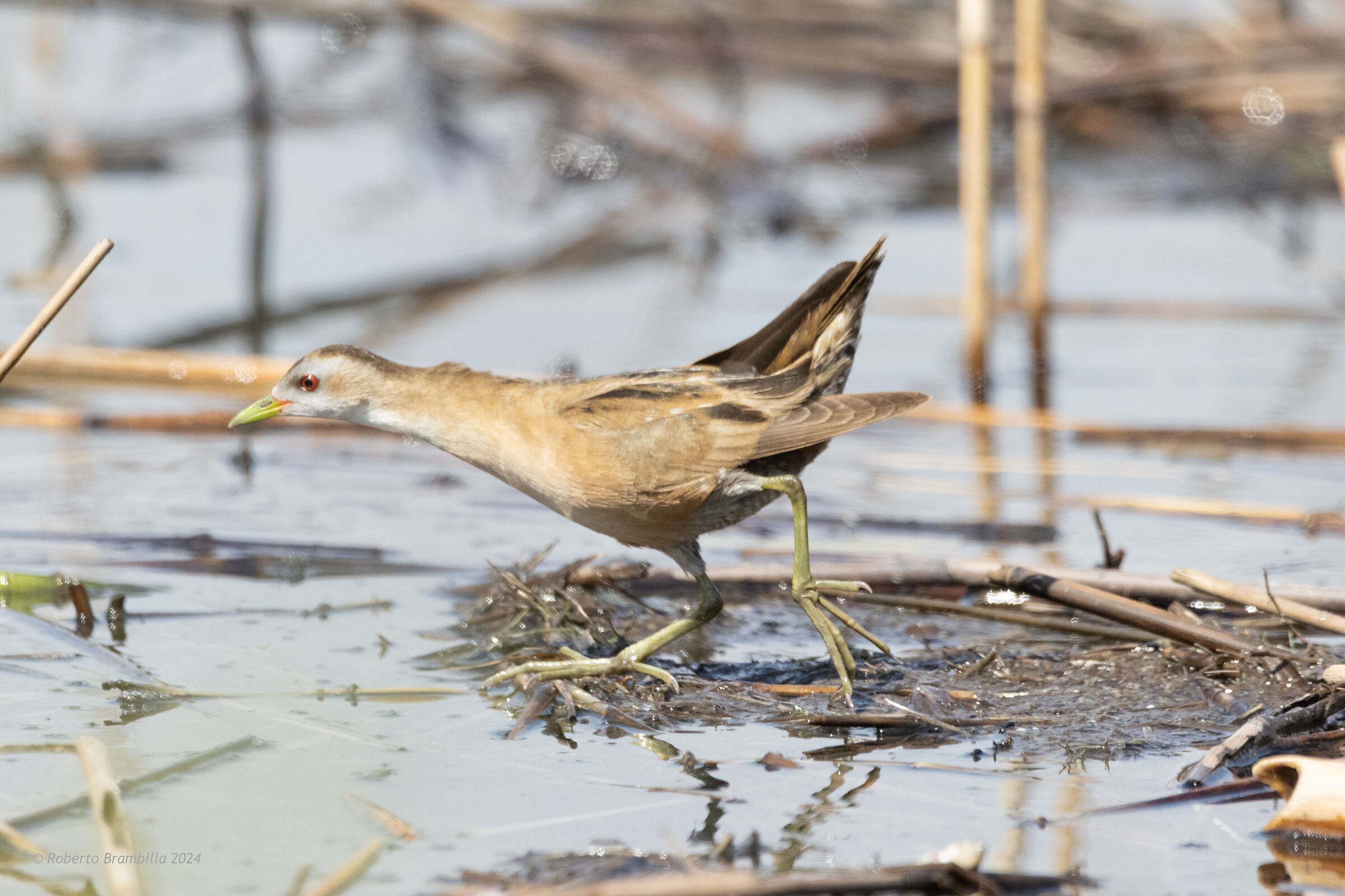 Crake in the race