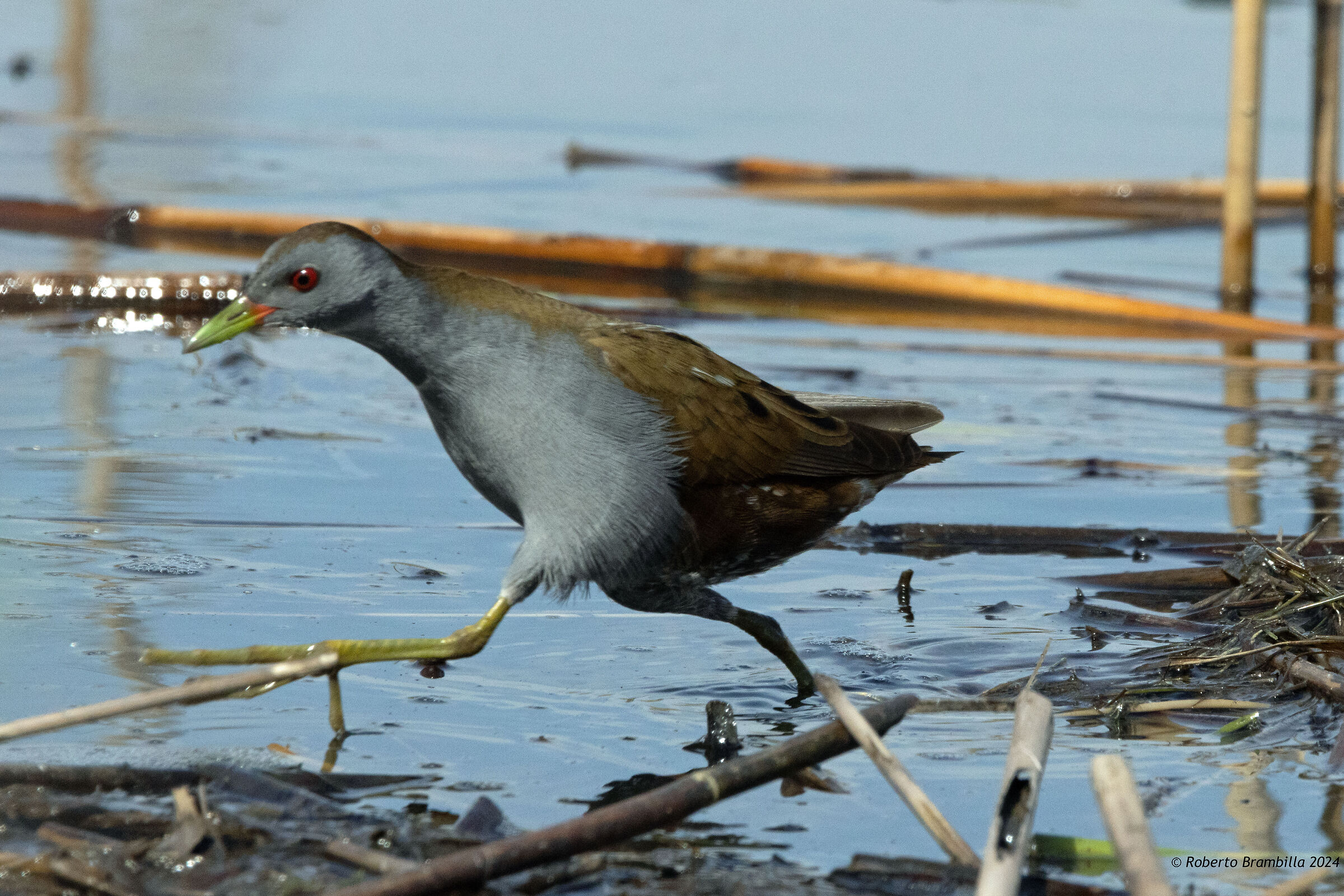 Crake in the race