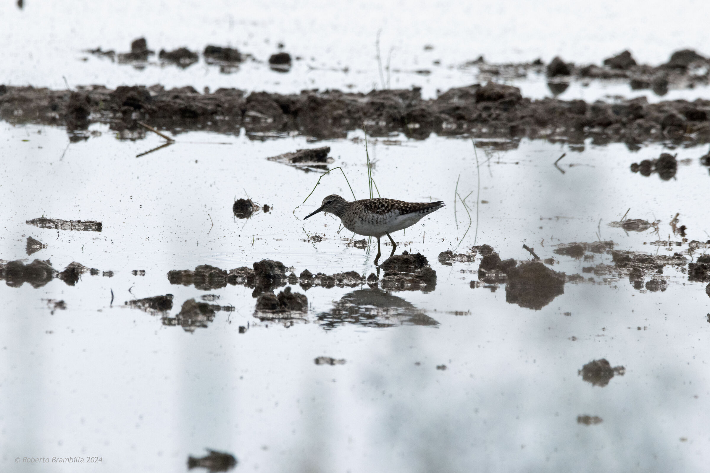 Sandpiper in paddy field