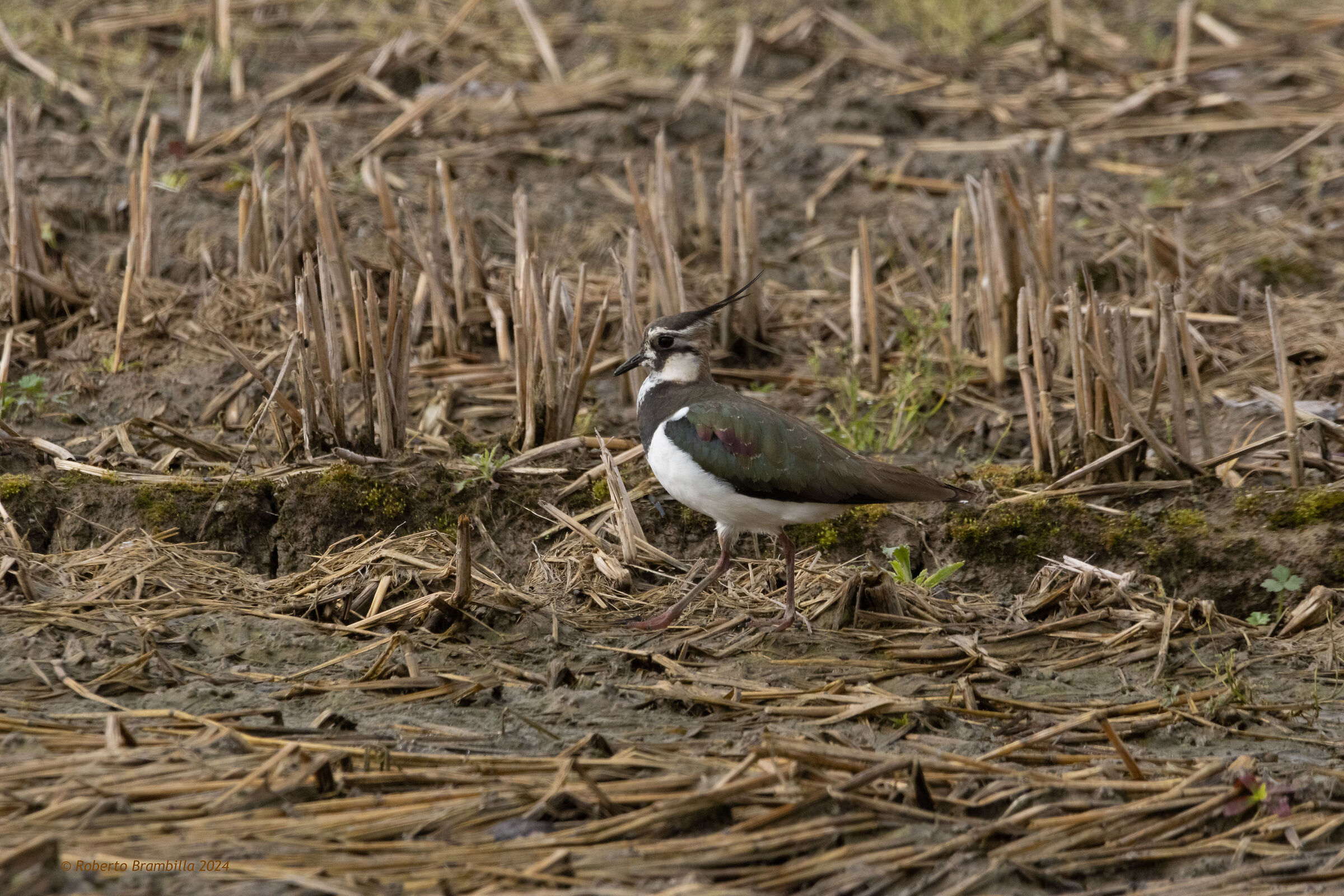 Lapwing