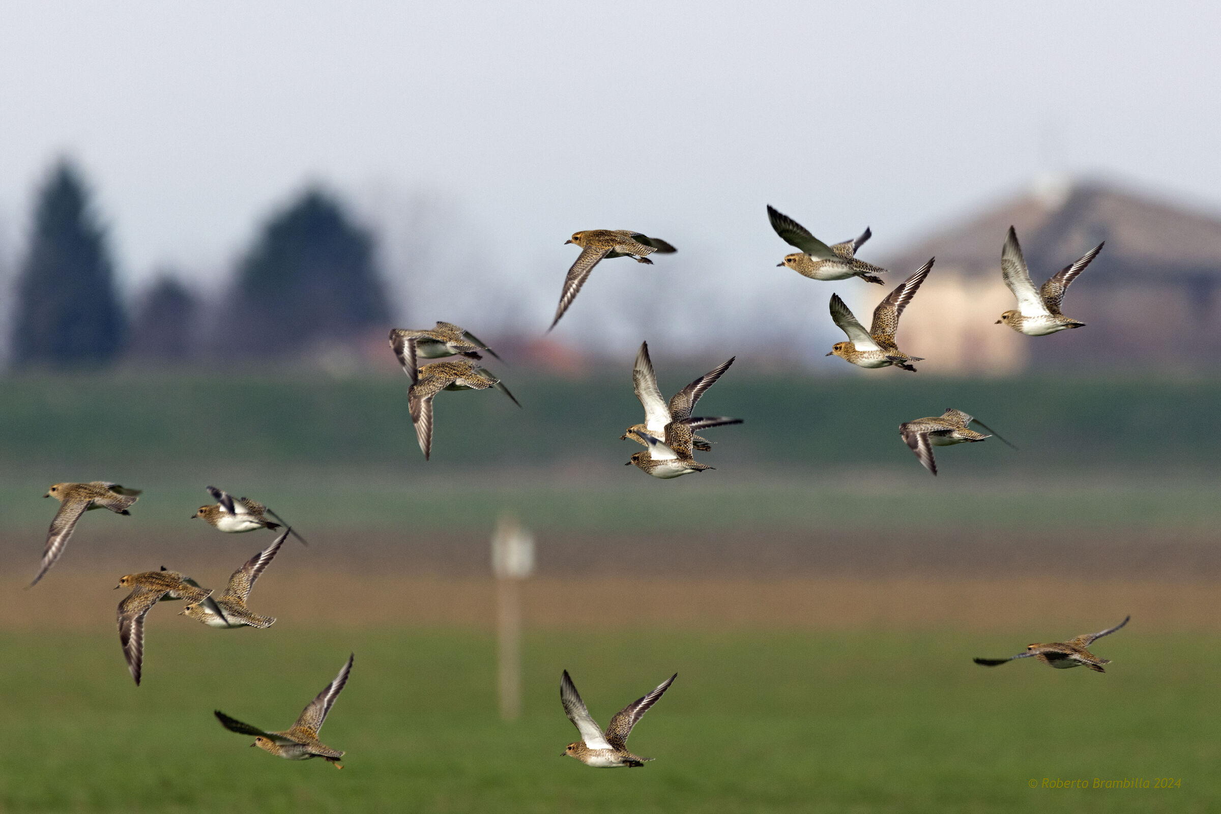 Golden Plovers