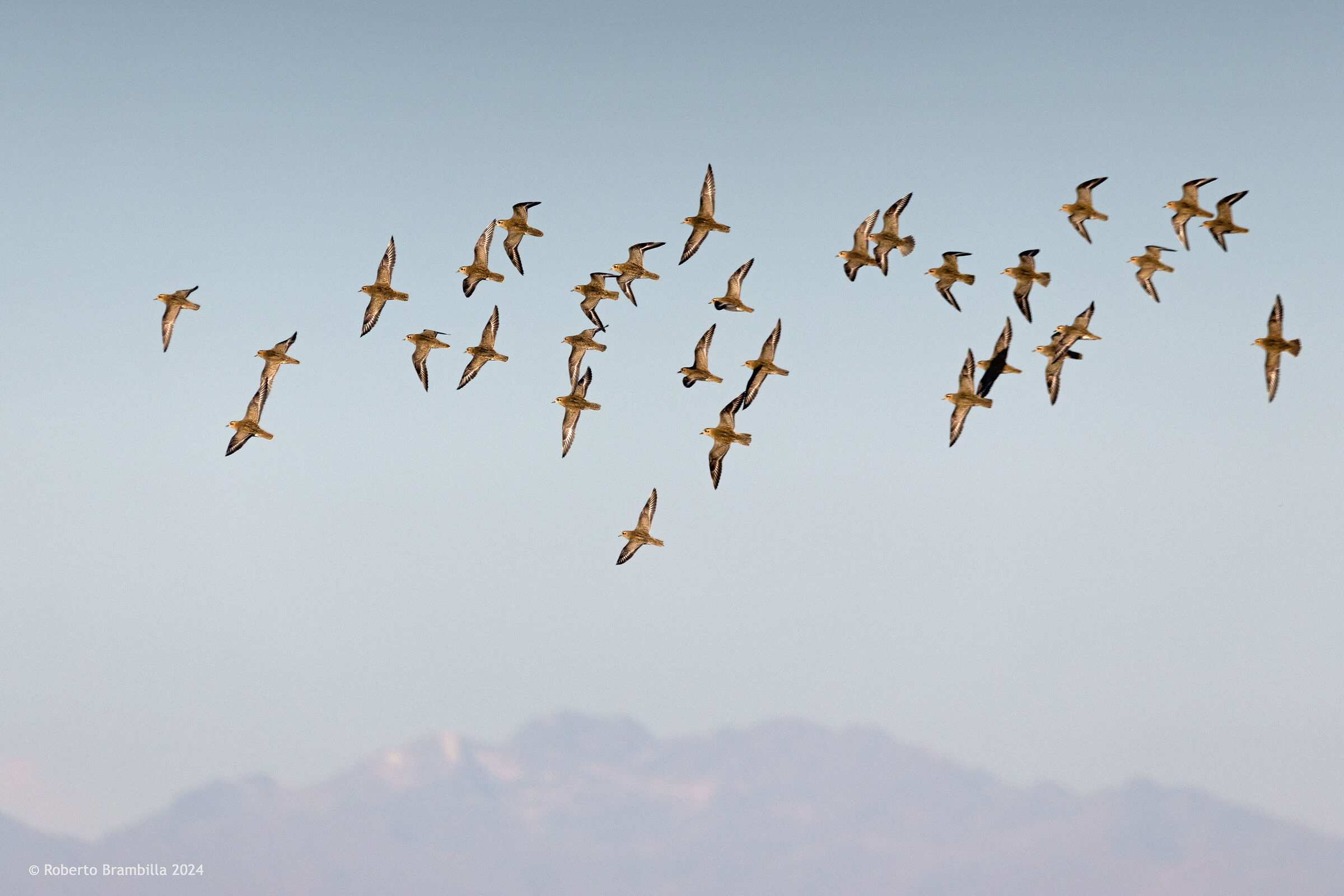Golden Plovers in the Alps