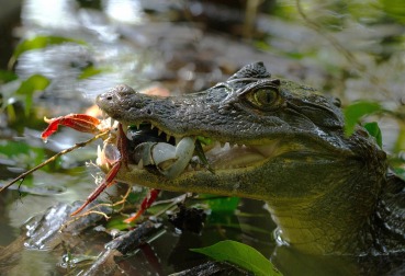 Caiman crocodilus