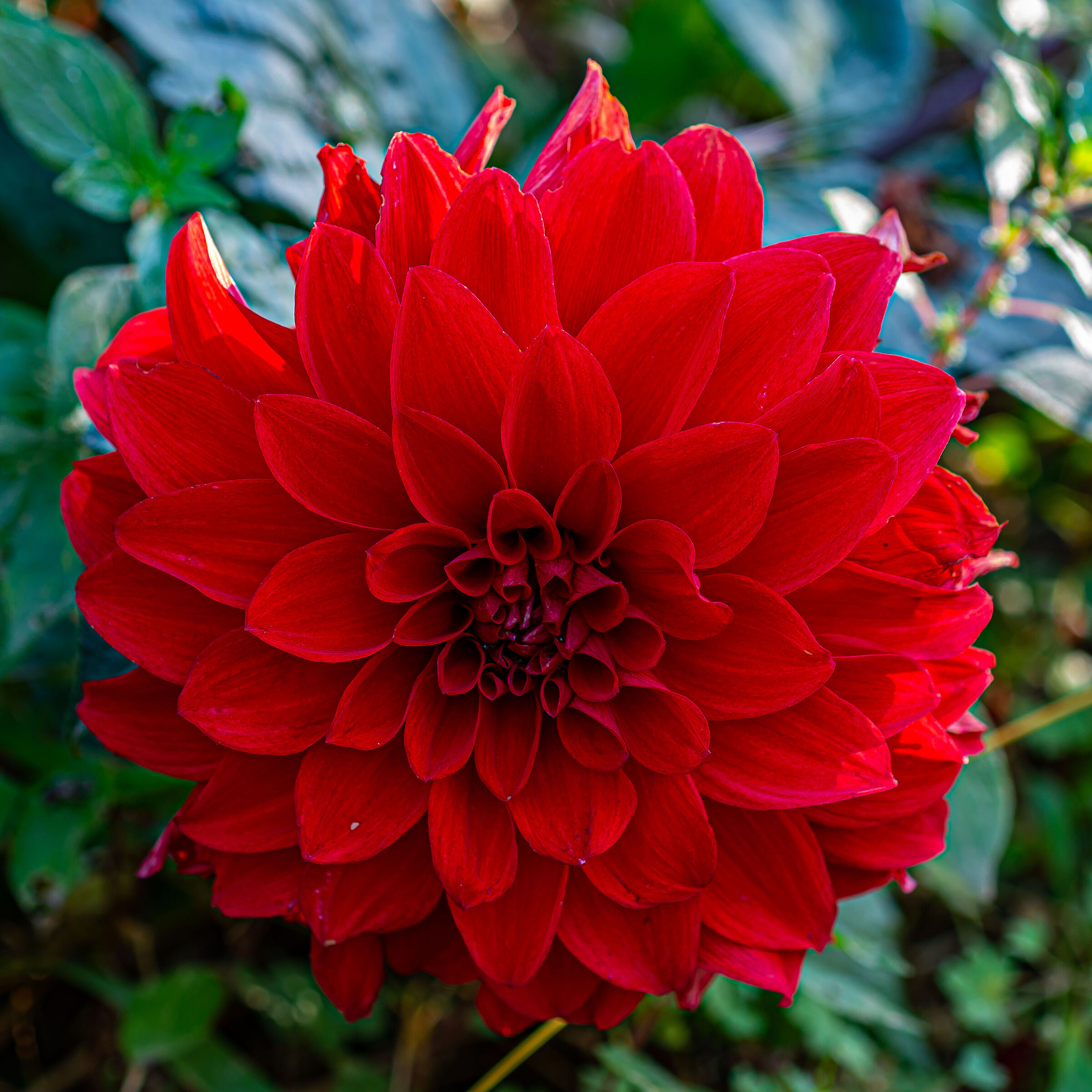 Dahlia