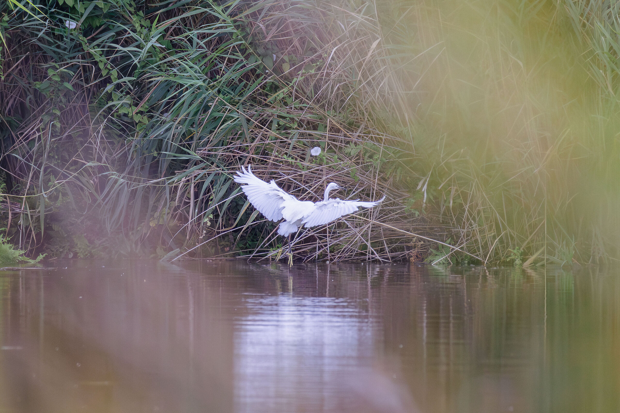 Egret landing