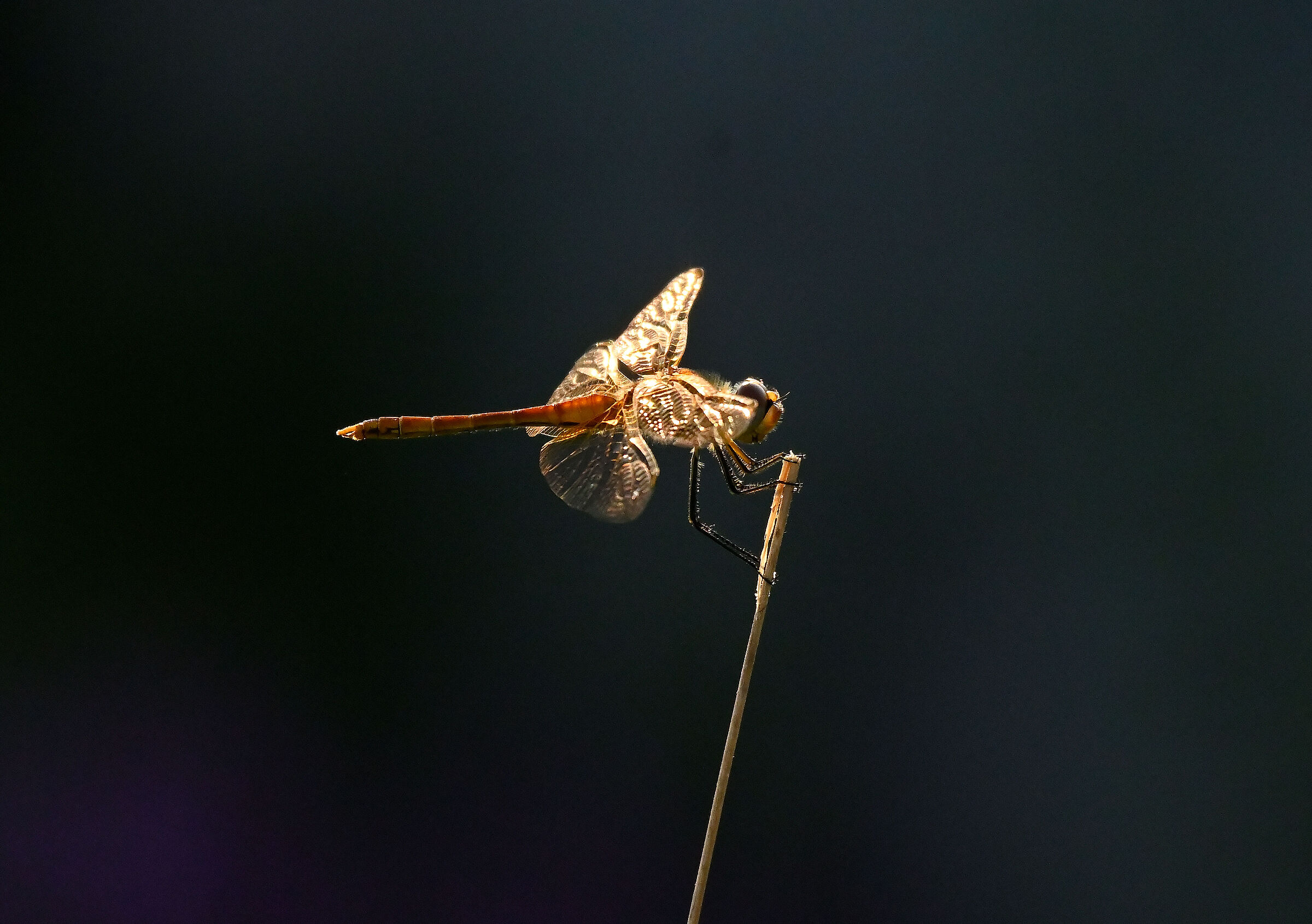 All that glitters is not gold