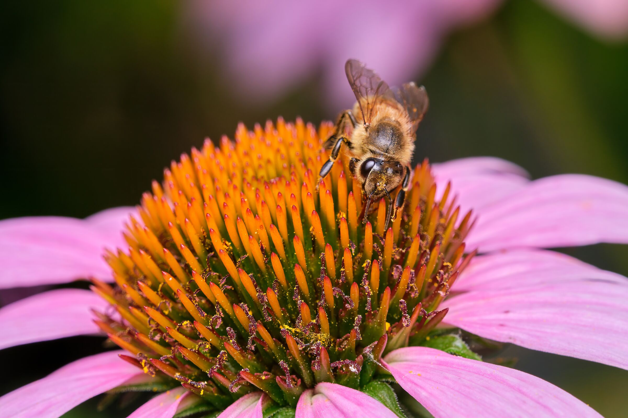 looking for pollen