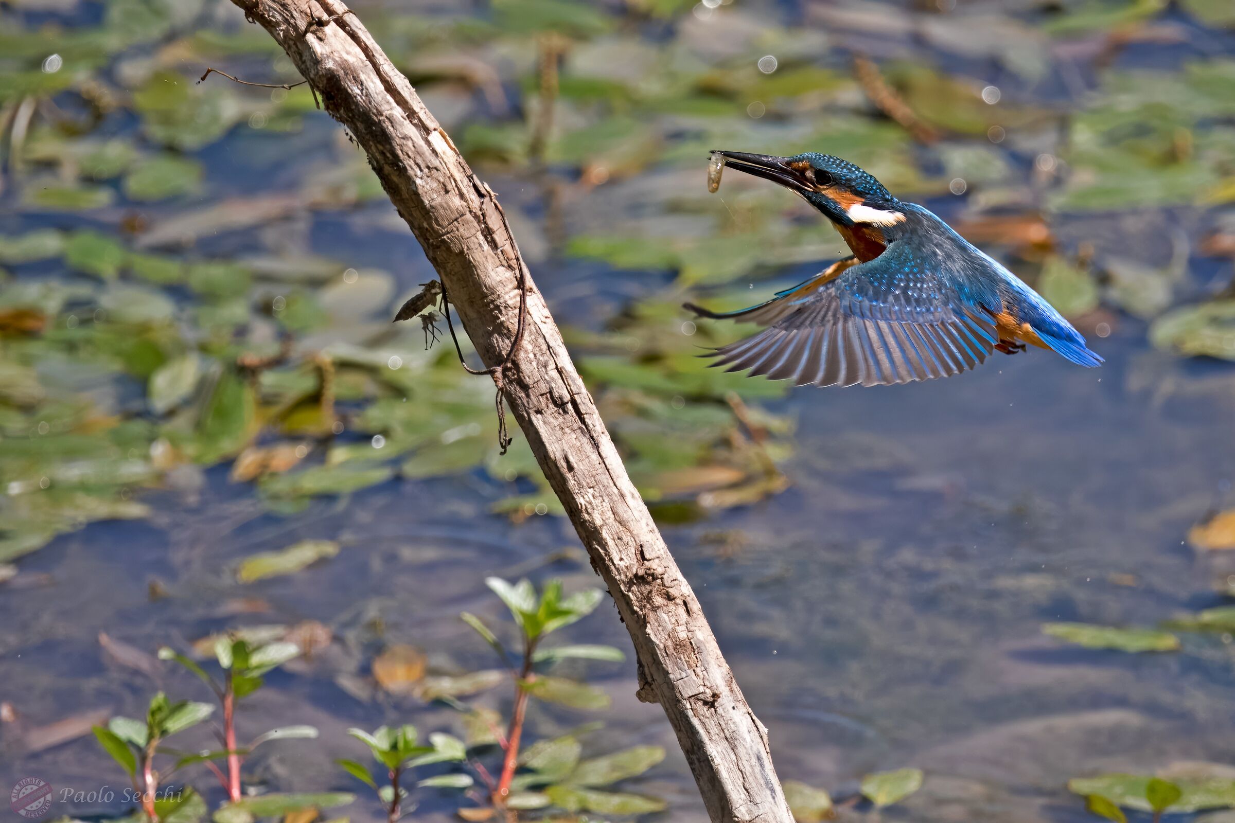 Better than Maverick!