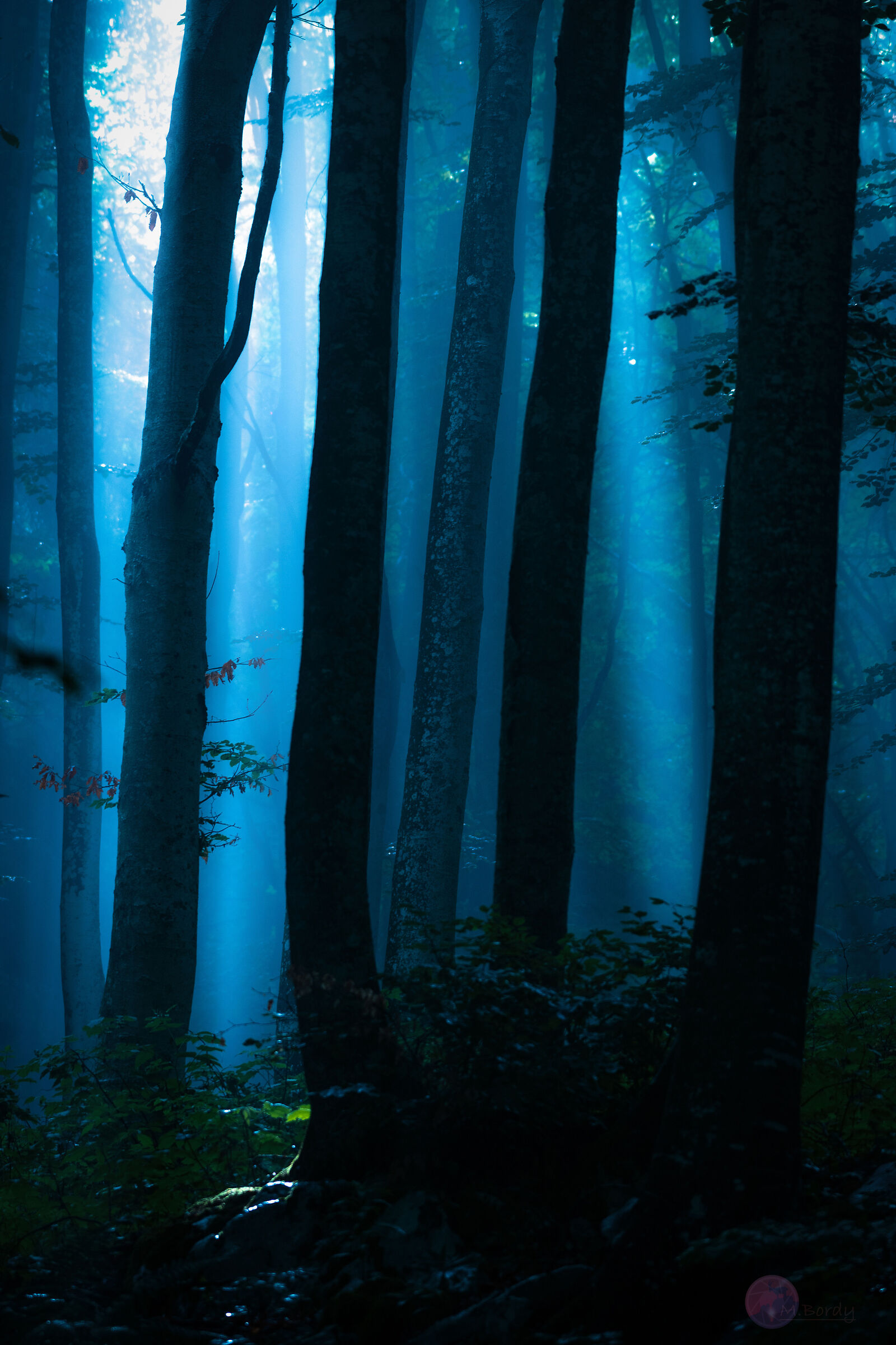 First light in the woods