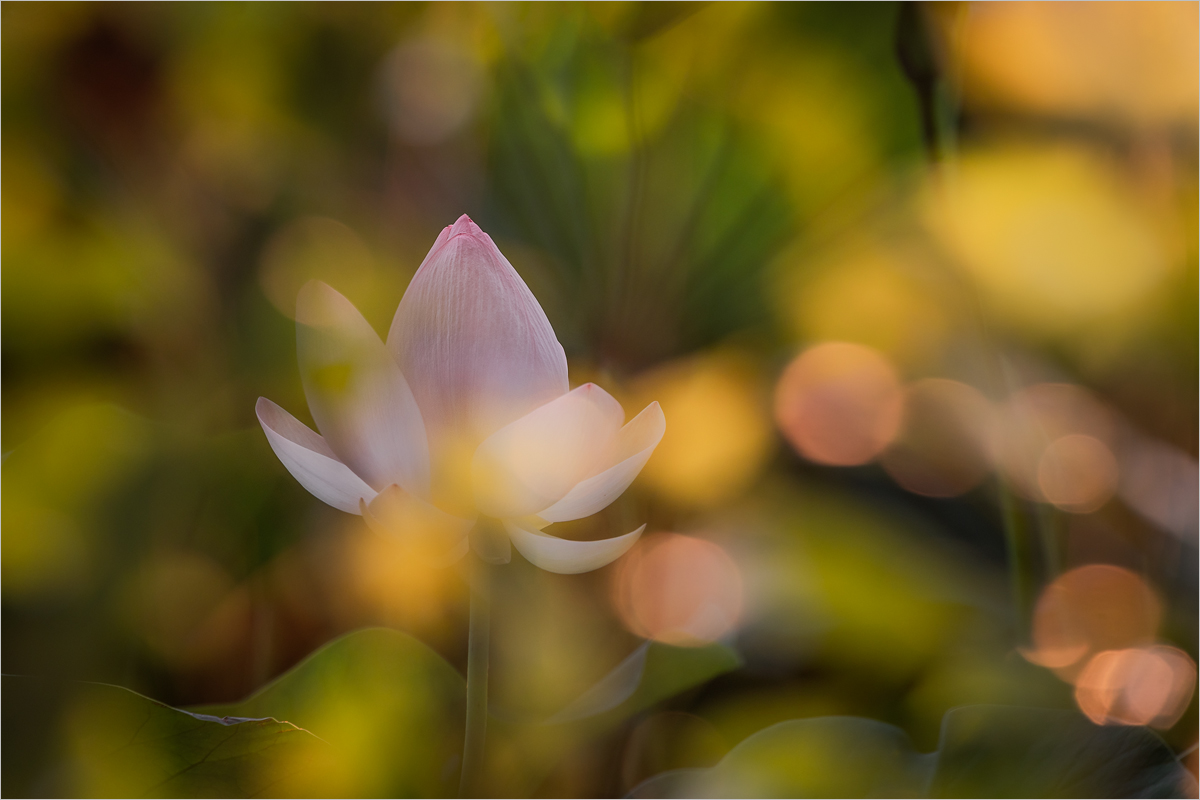 Lotus Dream