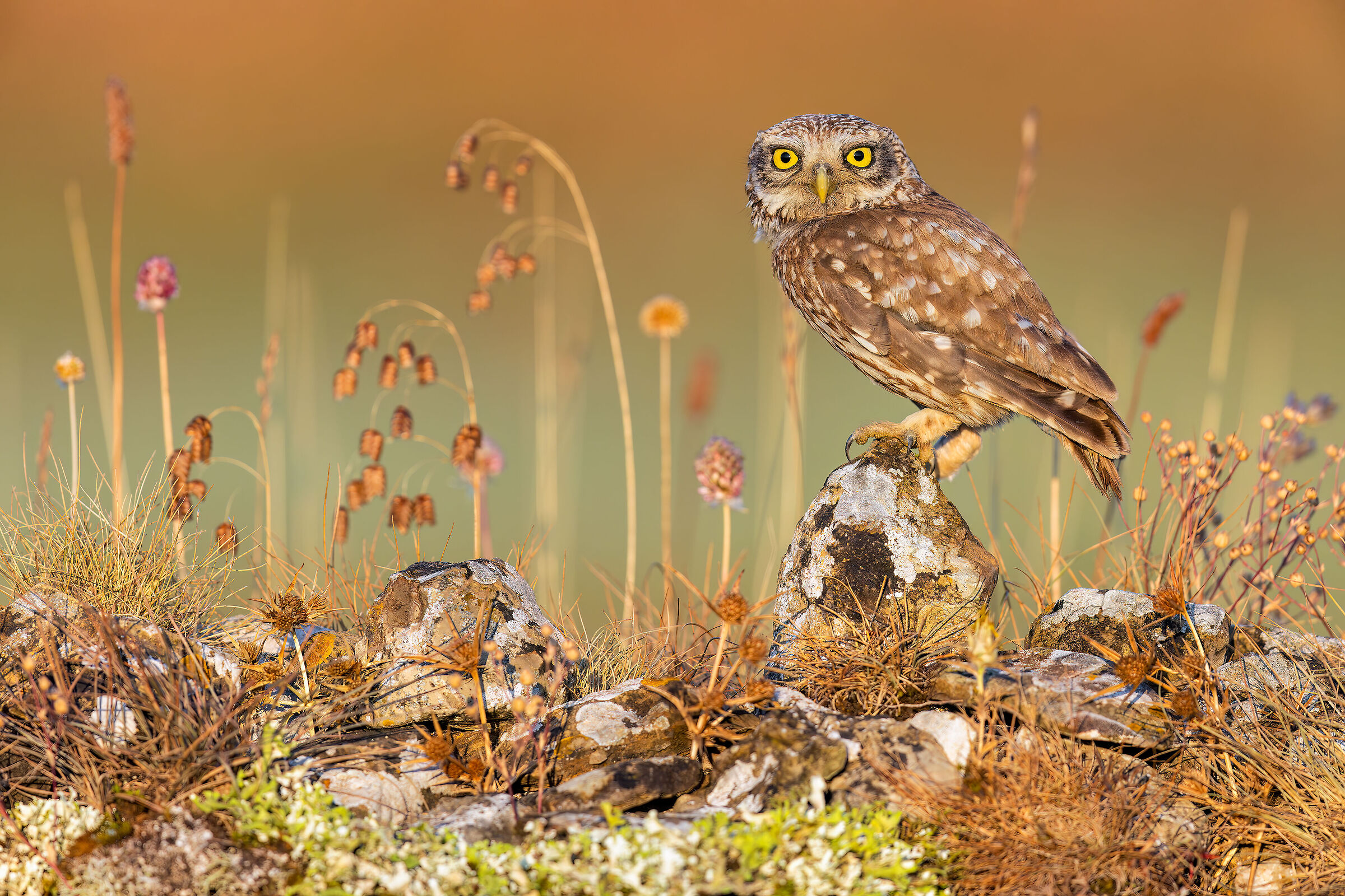 Owl