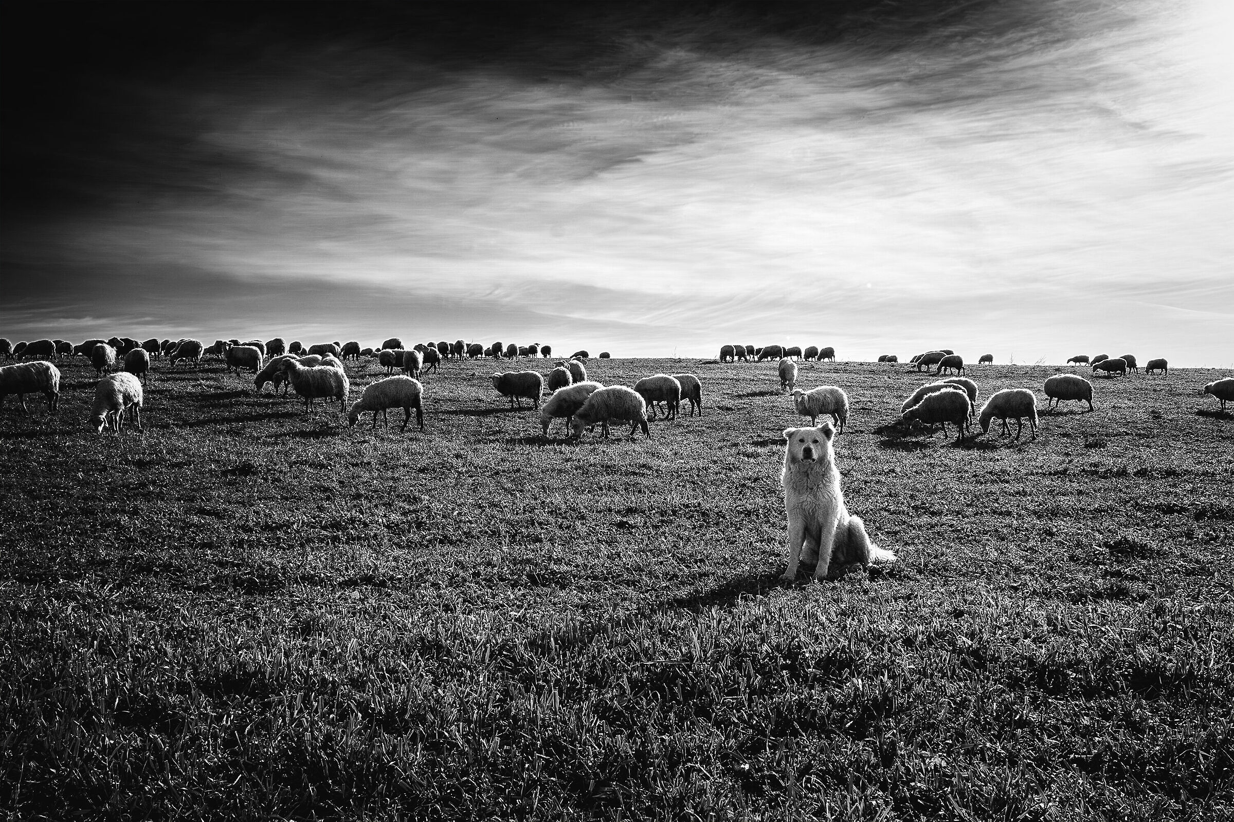 My Countryside n° 41