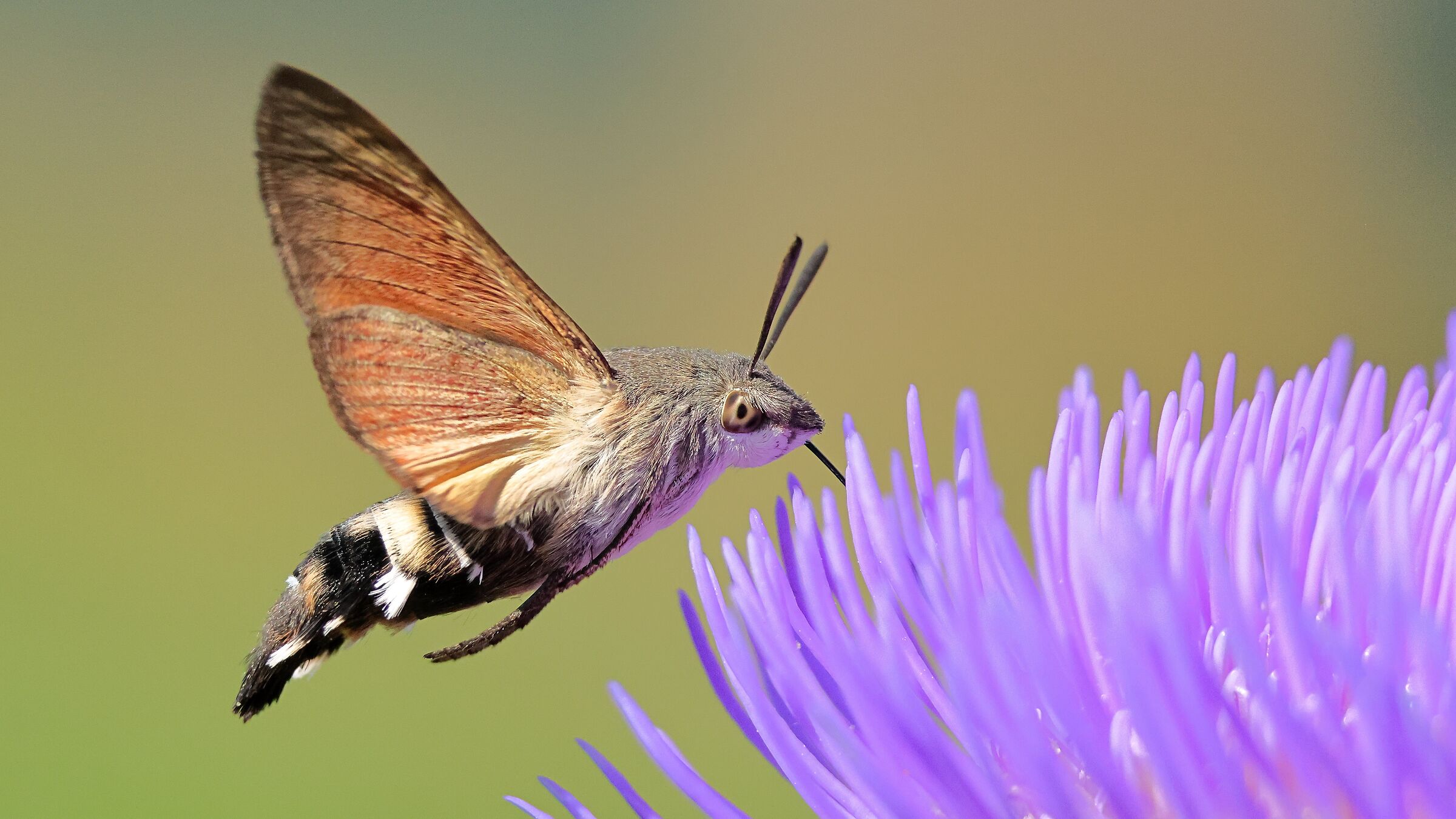 Hummingbird butterfly