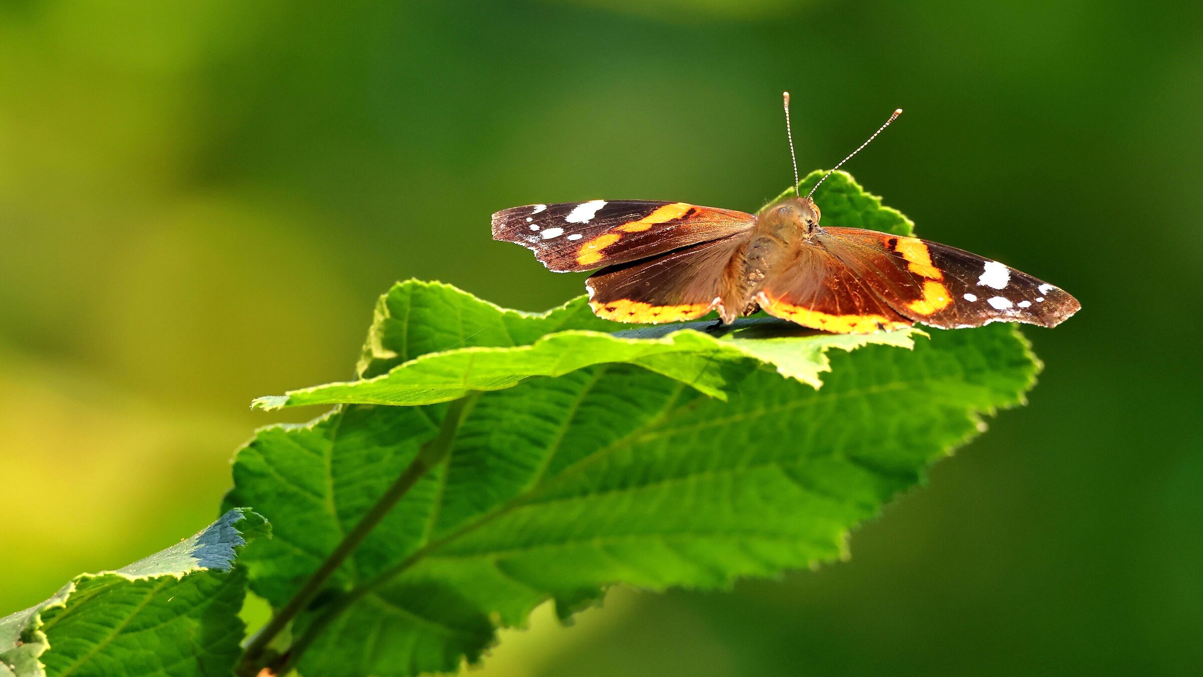 Farfalla su nocciolo