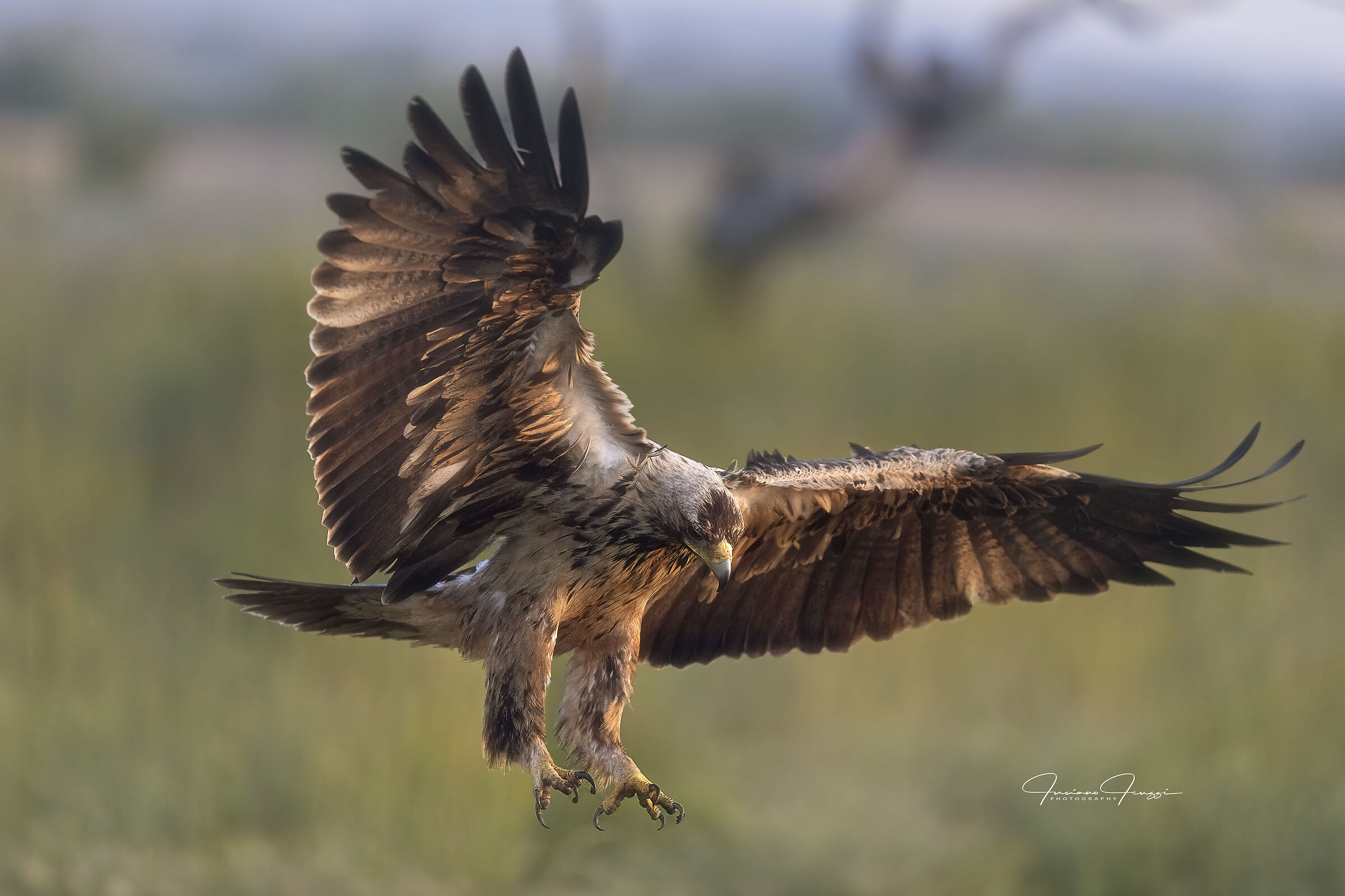 Aquila Imperiale Juv.