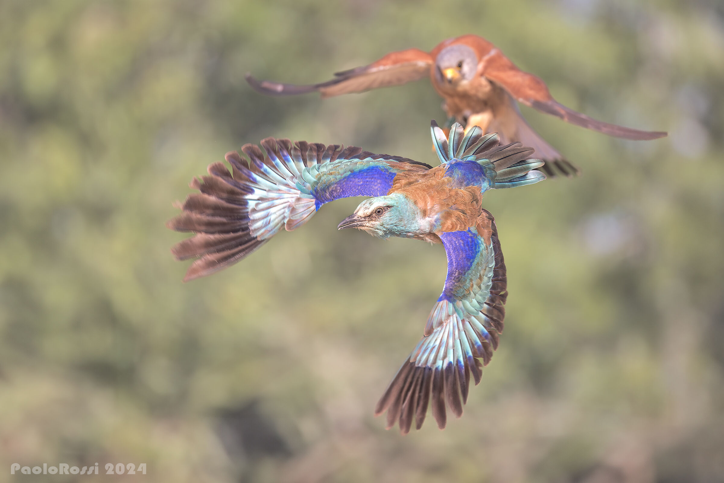 The lesser kestrel and the European jay