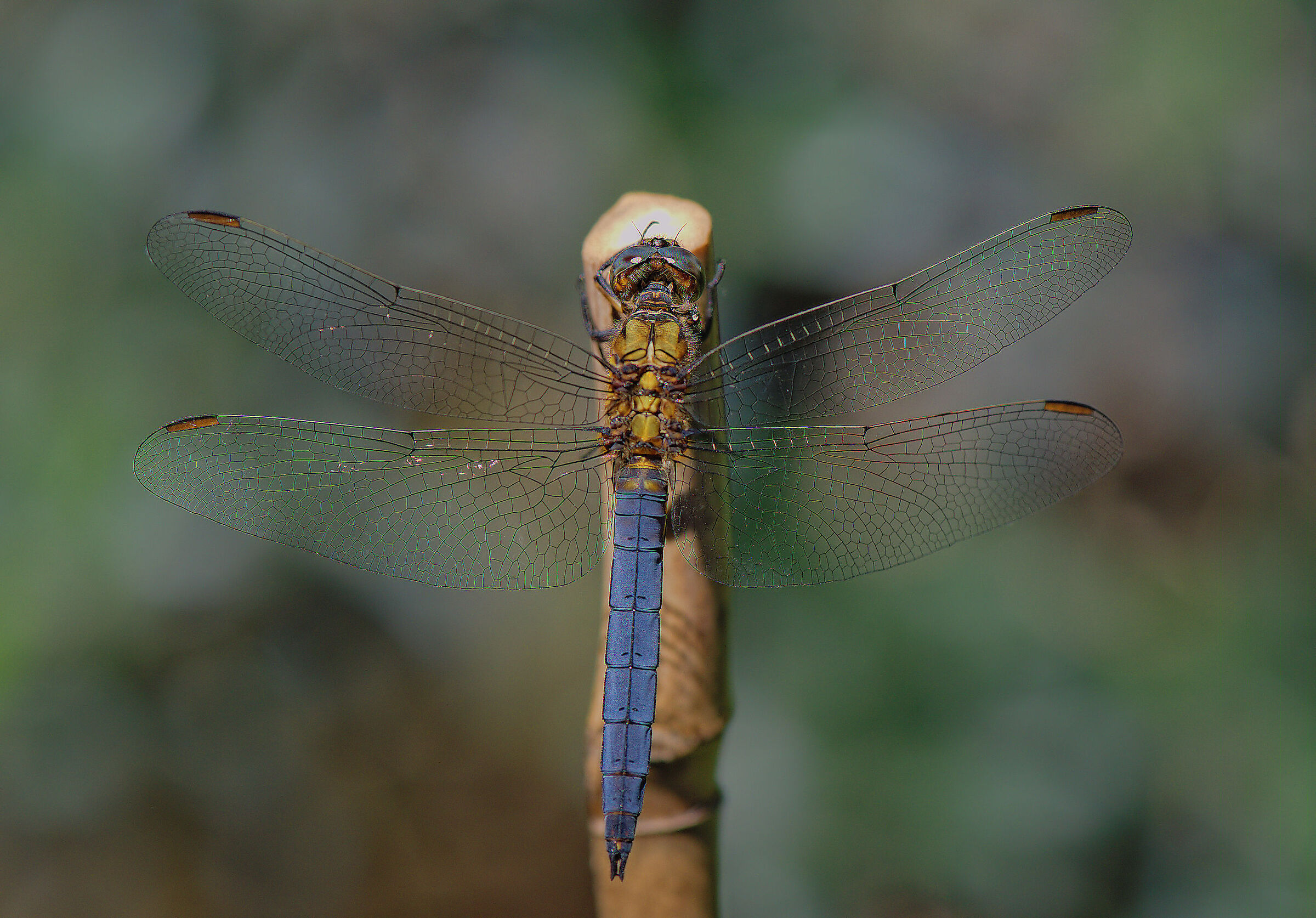 Orthetrum coerulescens