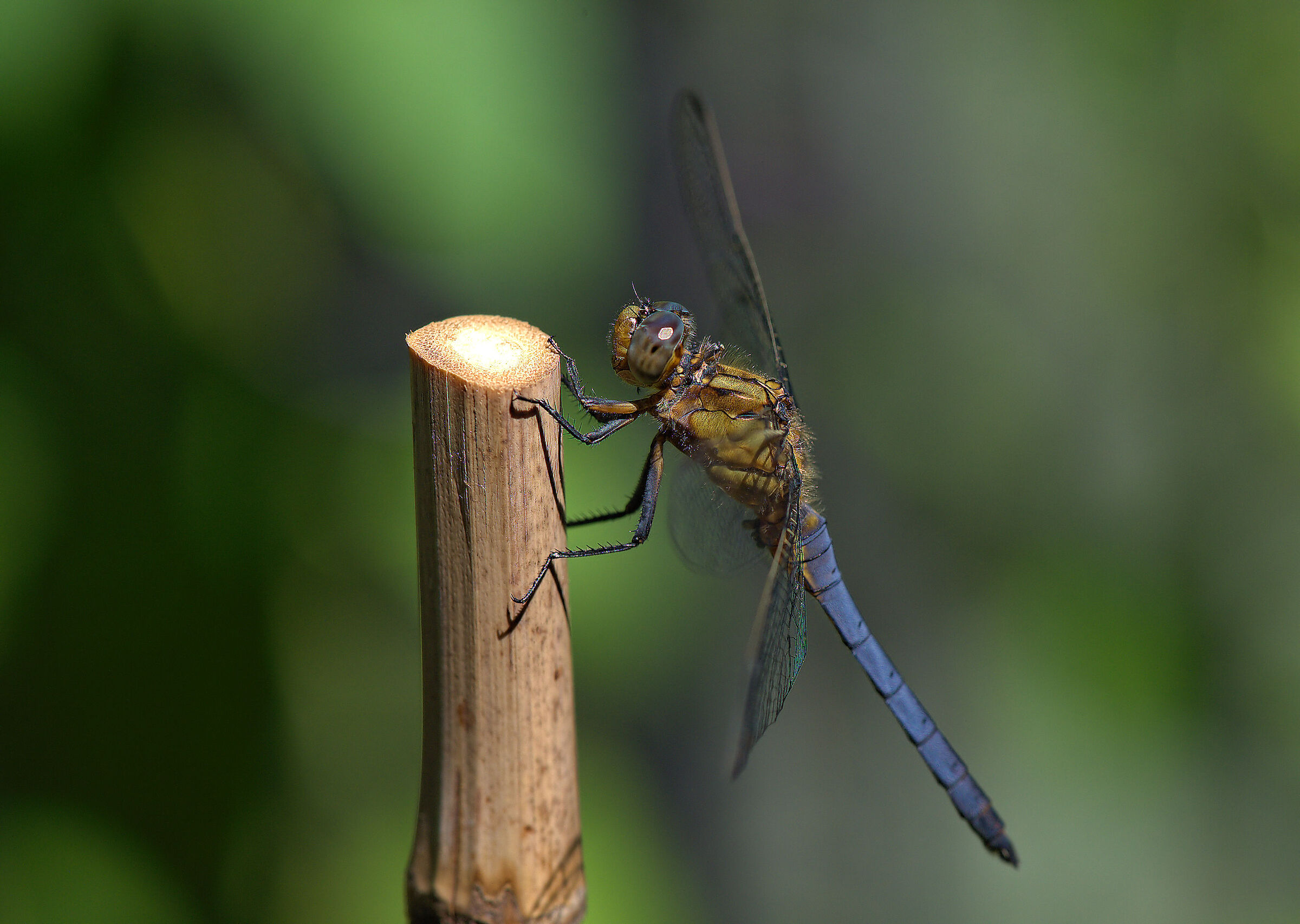 Orthetrum coerulescens
