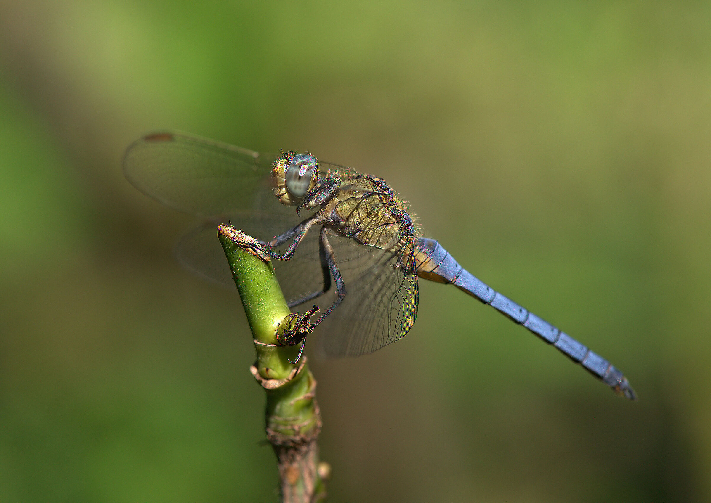Orthetrum coerulescens