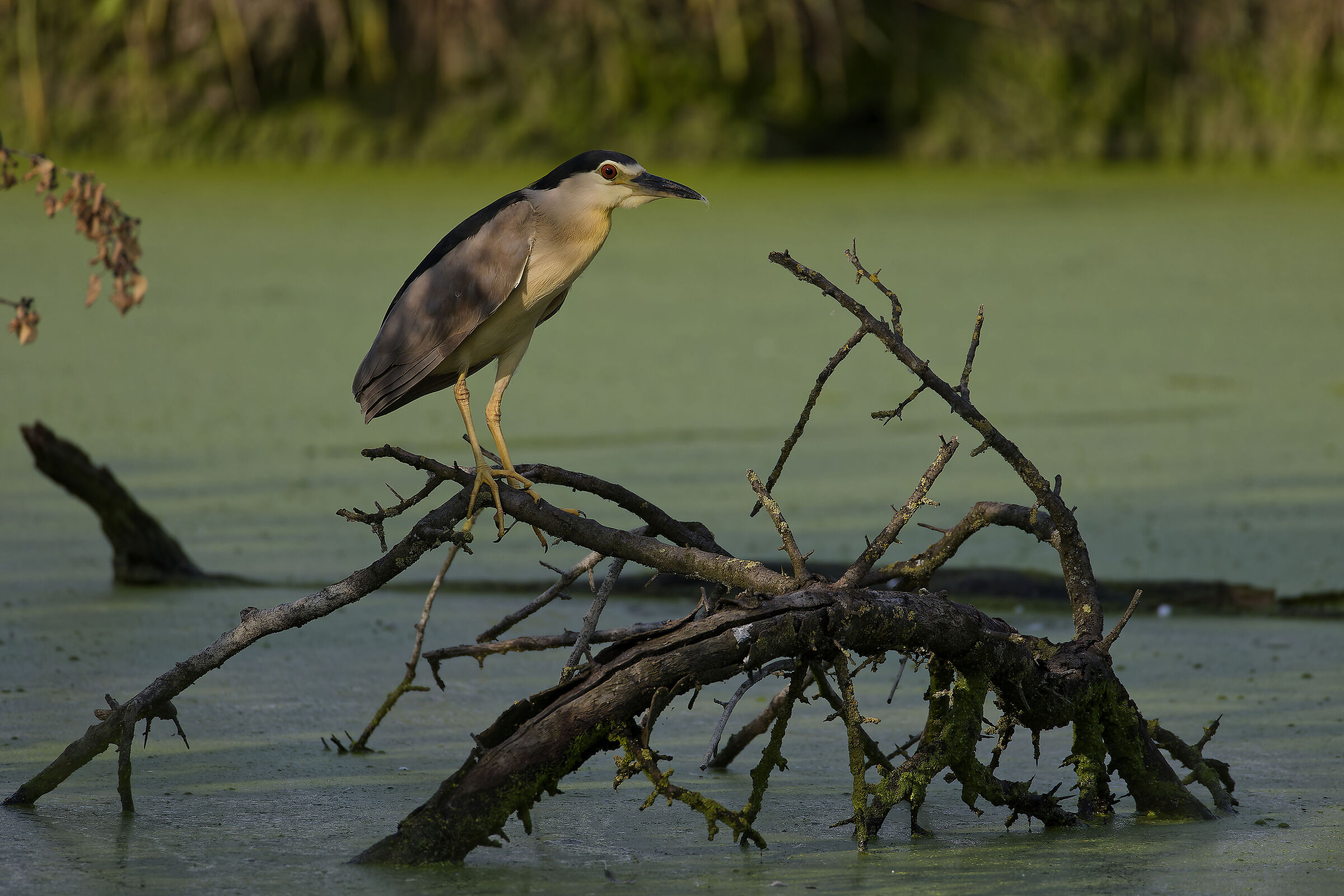 Night Heron Hunting