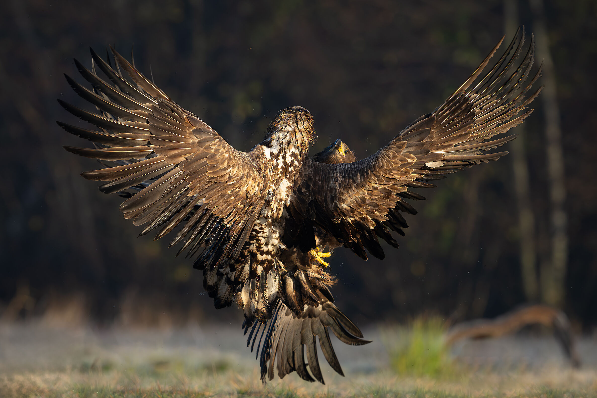 Eagle' fight