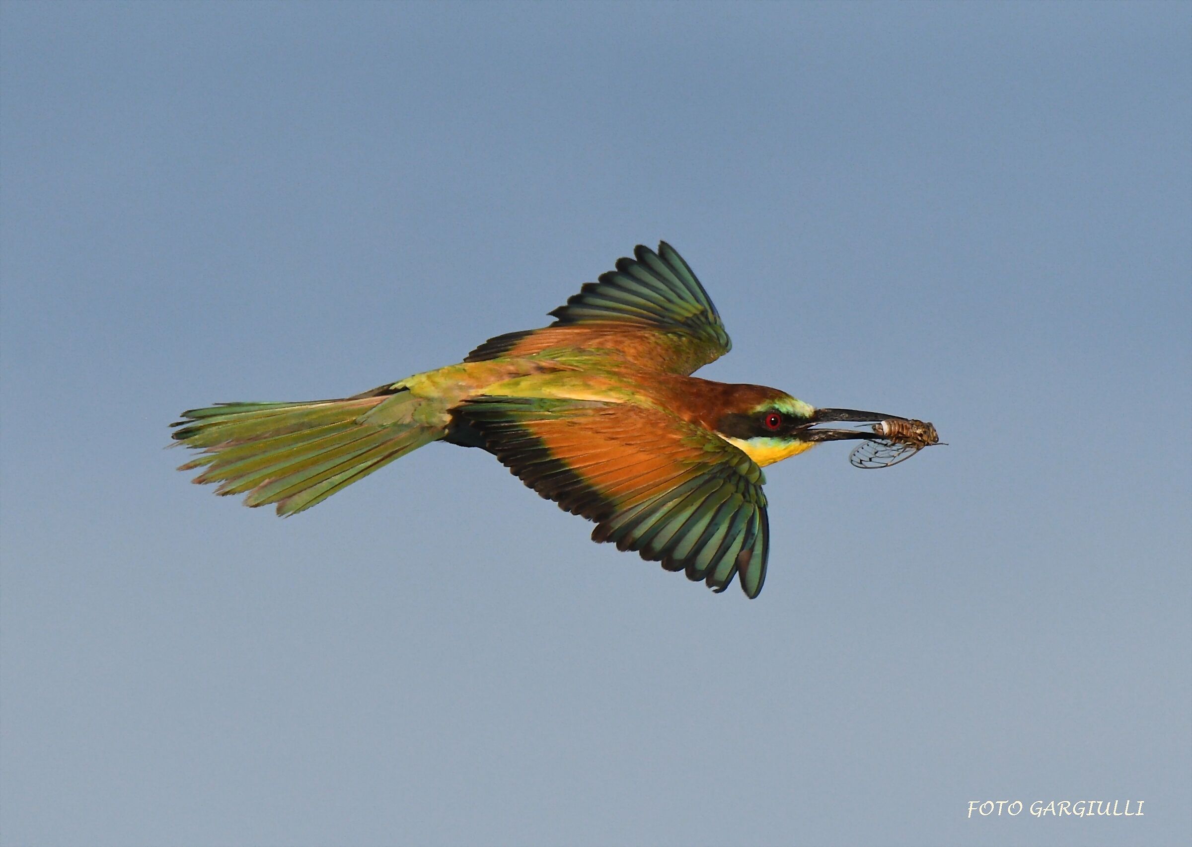 Bee-eater