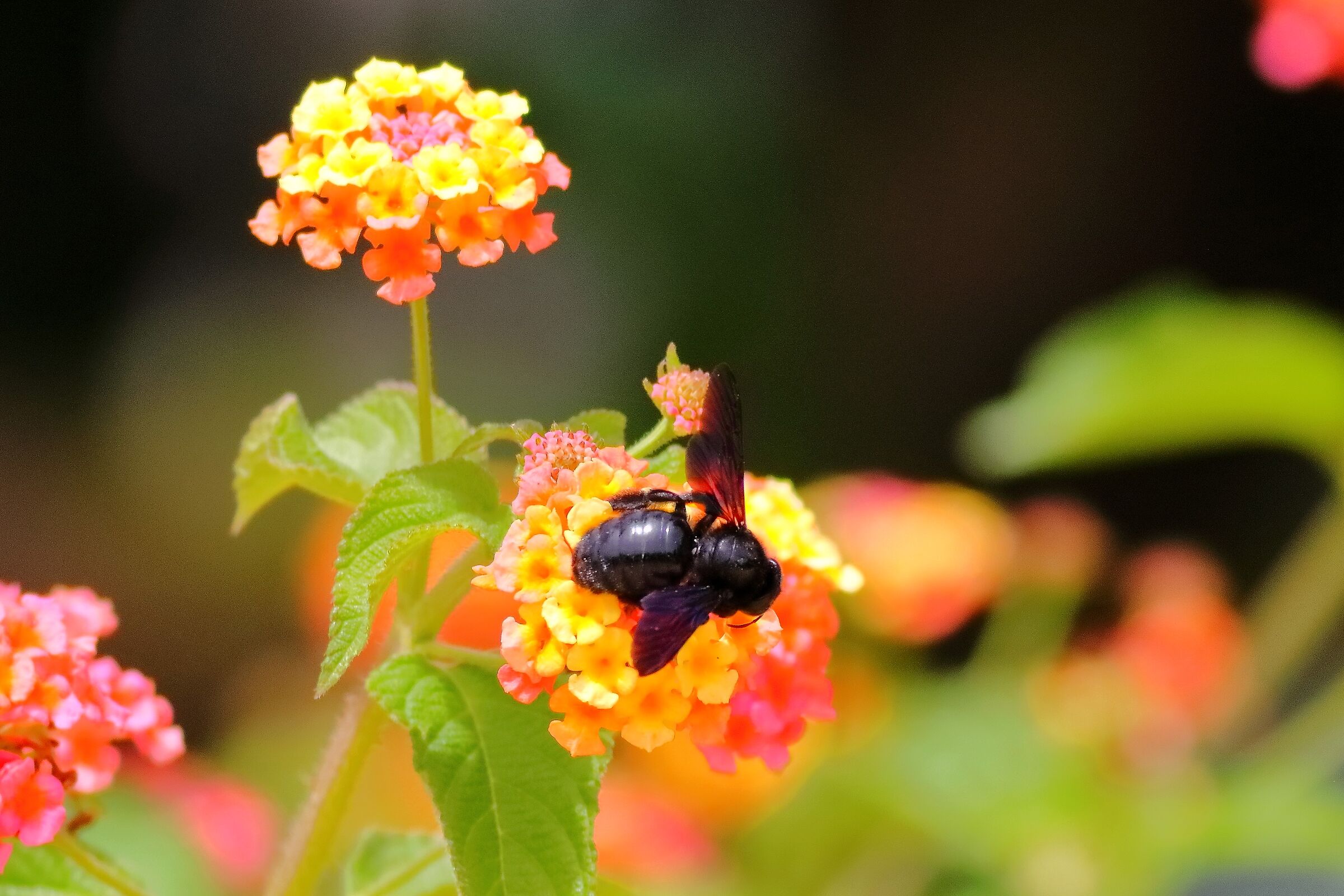 Xilocopa 18-06-2024 - 0370