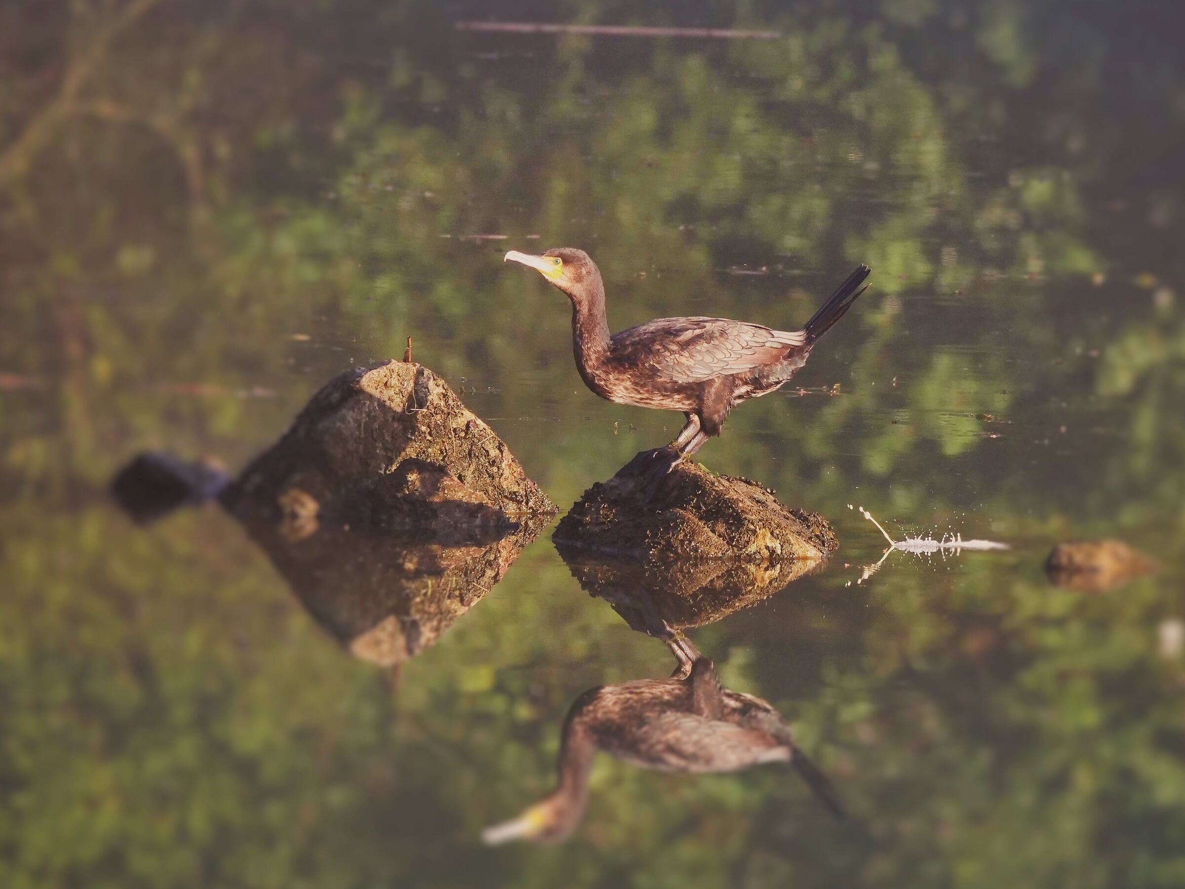 Evacuazione corporale (Phalacrocorax carbo)