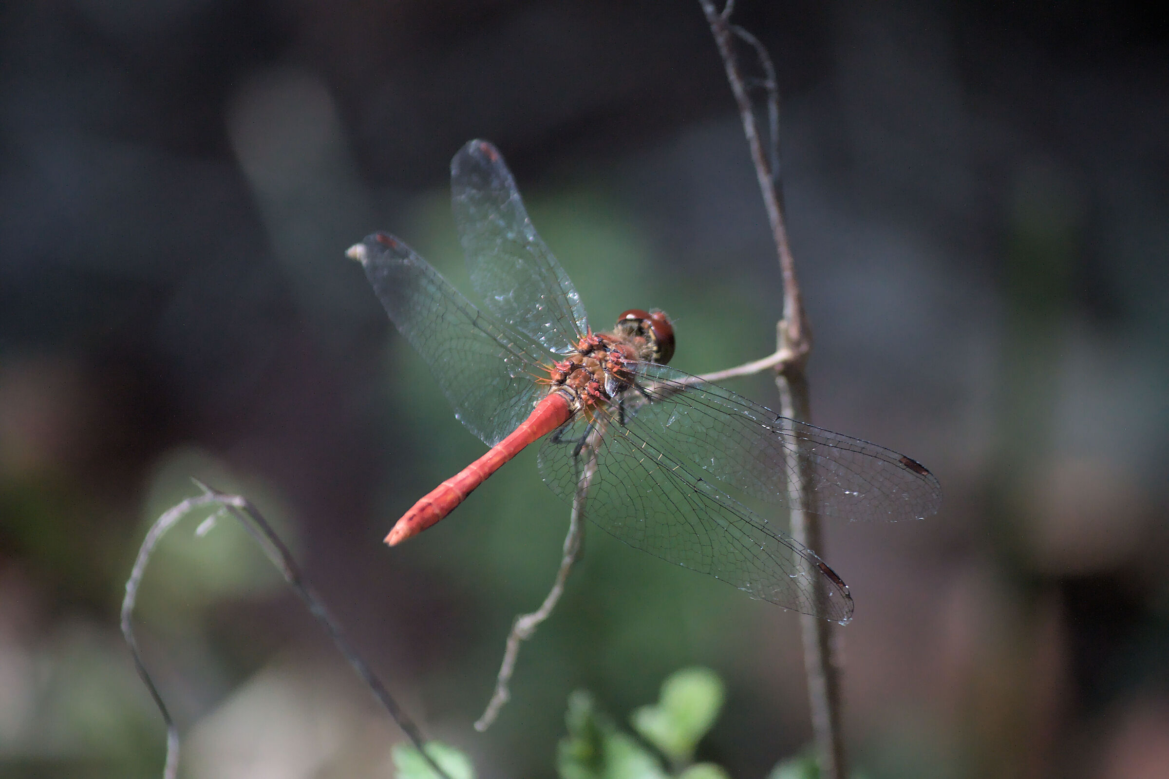 Sympetrum sanguineum (cardinale sanguineo)