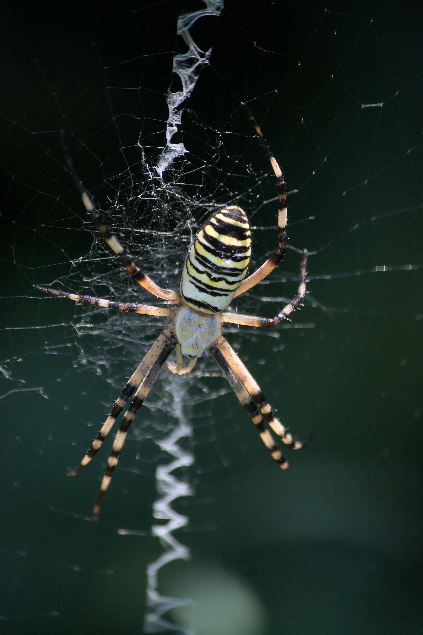 Argiope bruennichi (ragno vespa)
