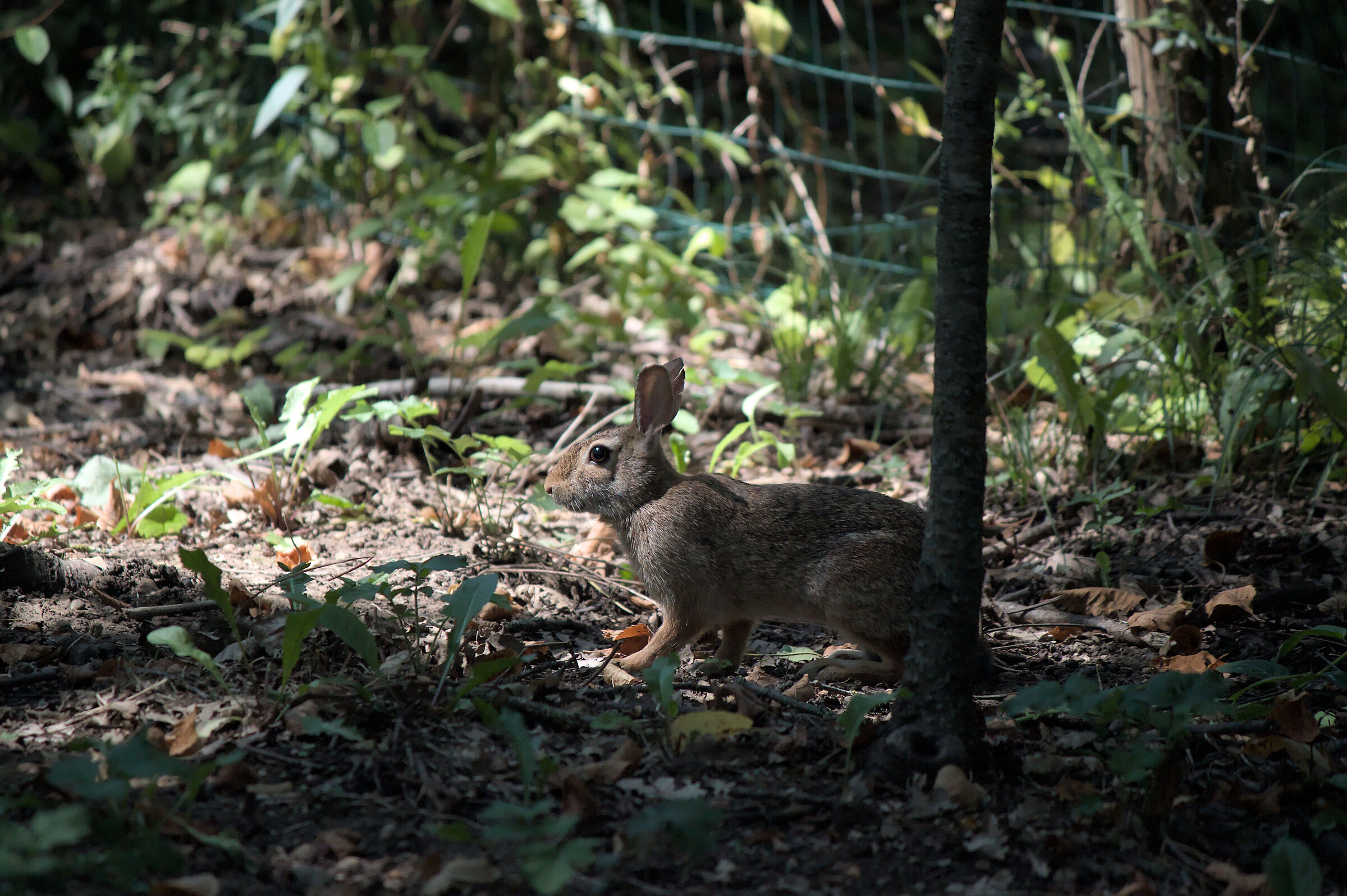 Sylvilagus sp. (silvilago o minilepre)
