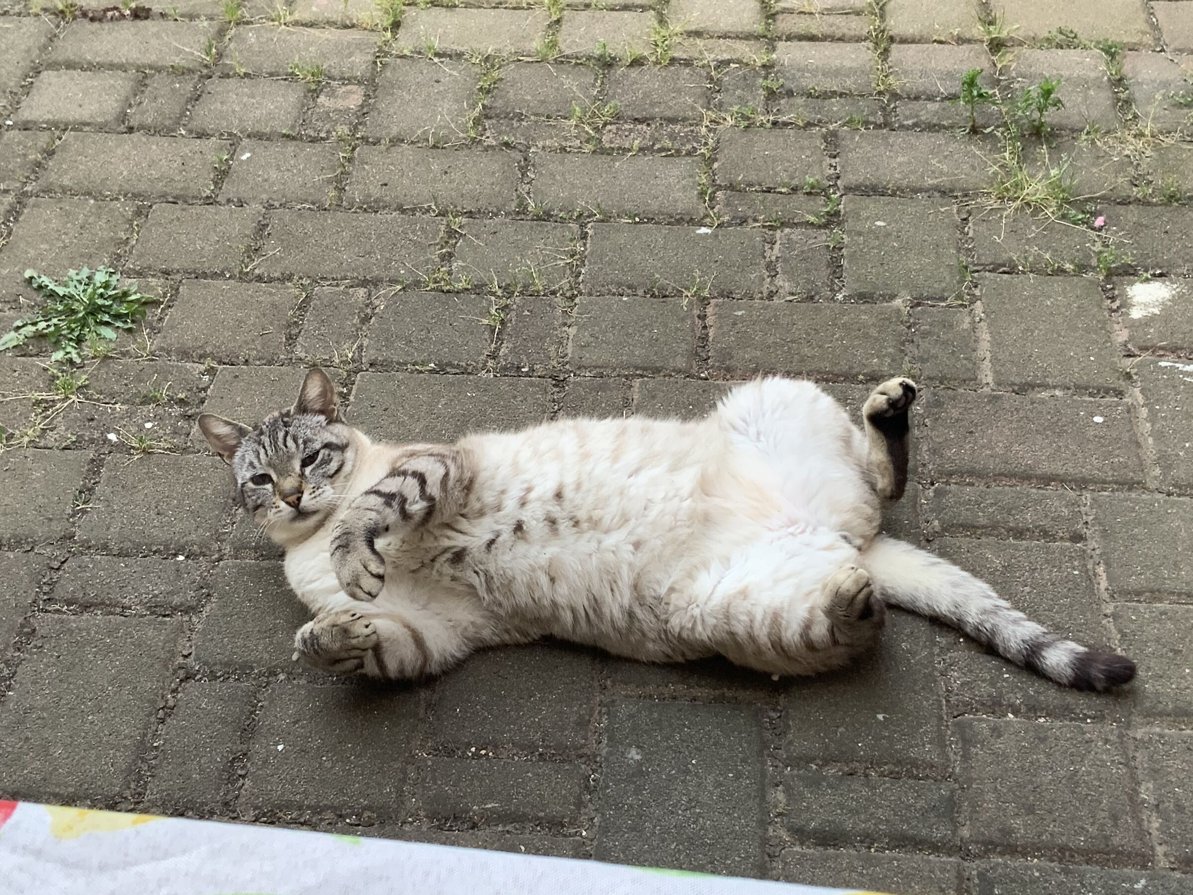 … non viene nessuno ? (Gatto viziato)