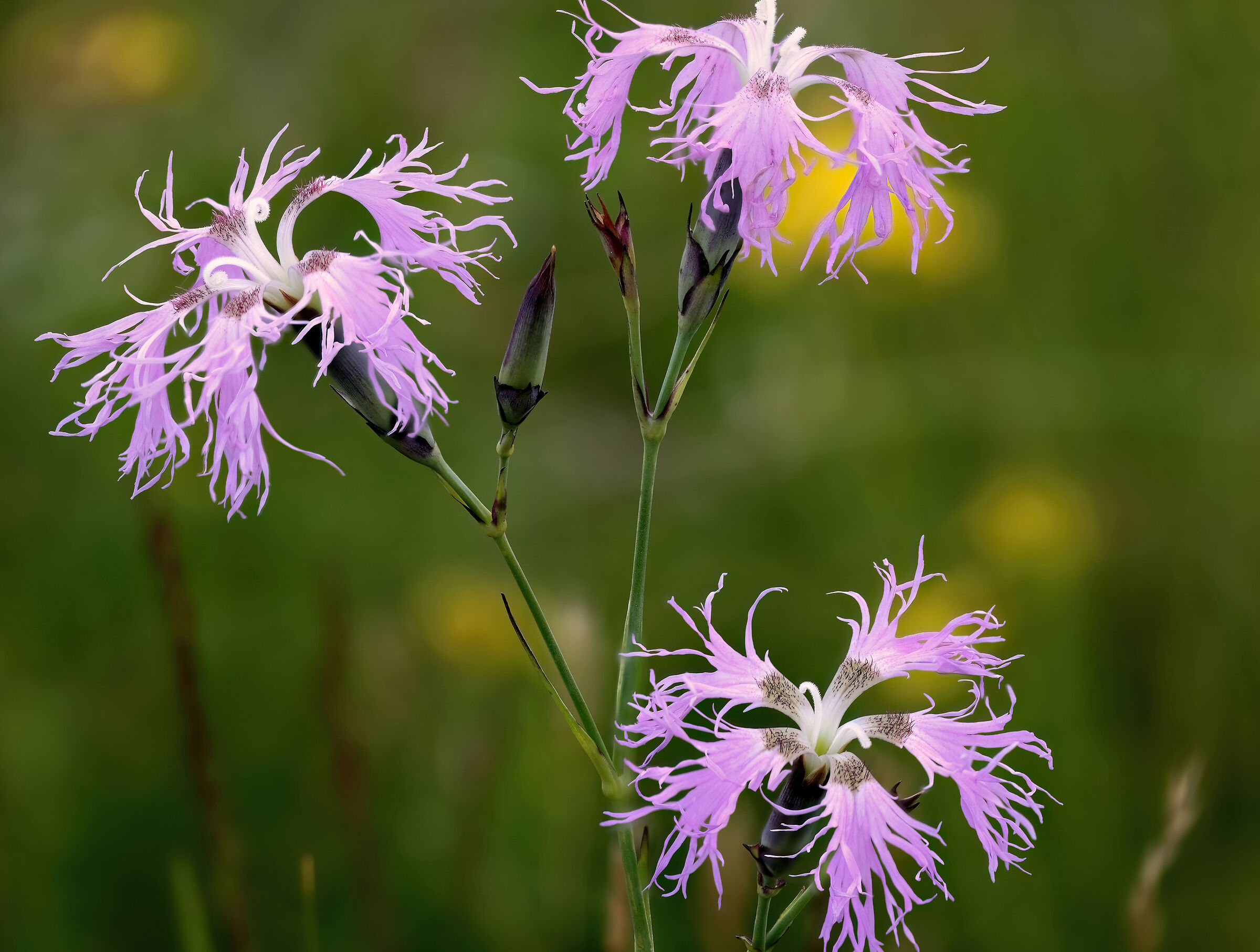 Dianthus superbus (garofano a pennacchio)