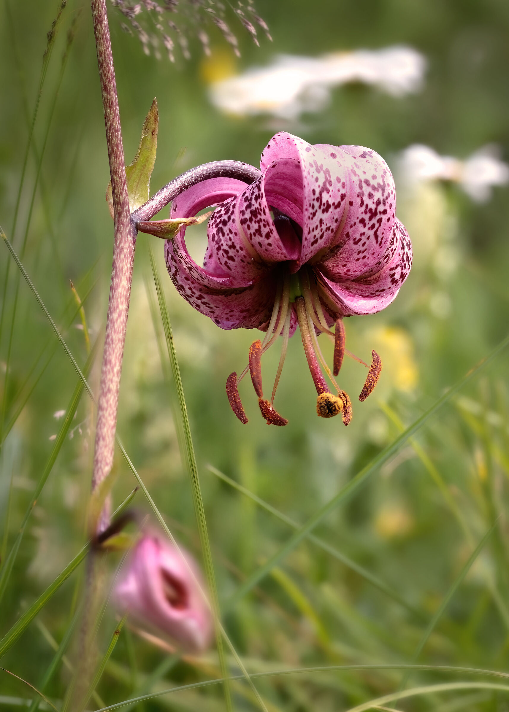 Lilium martagon (giglio martagone)