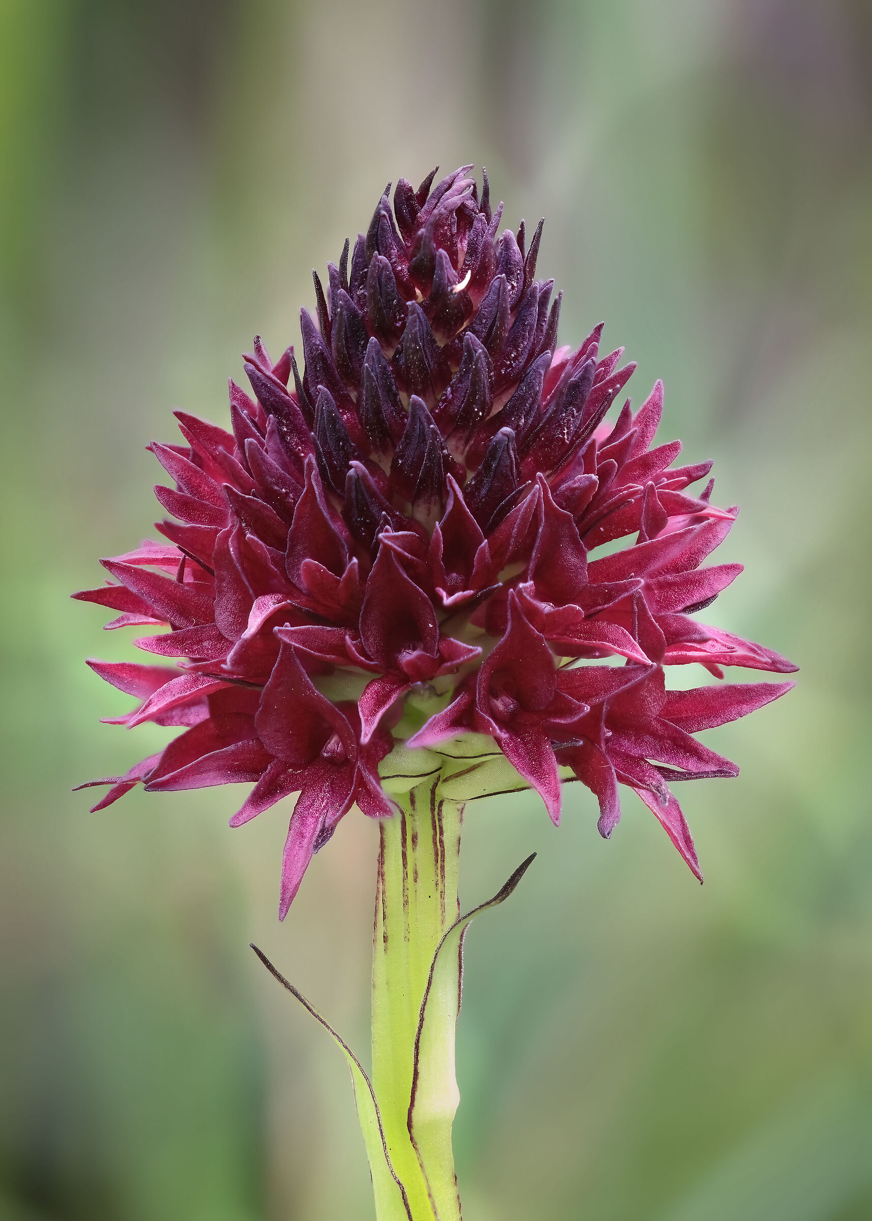 Gymnadenia nigra (nigritella nera)