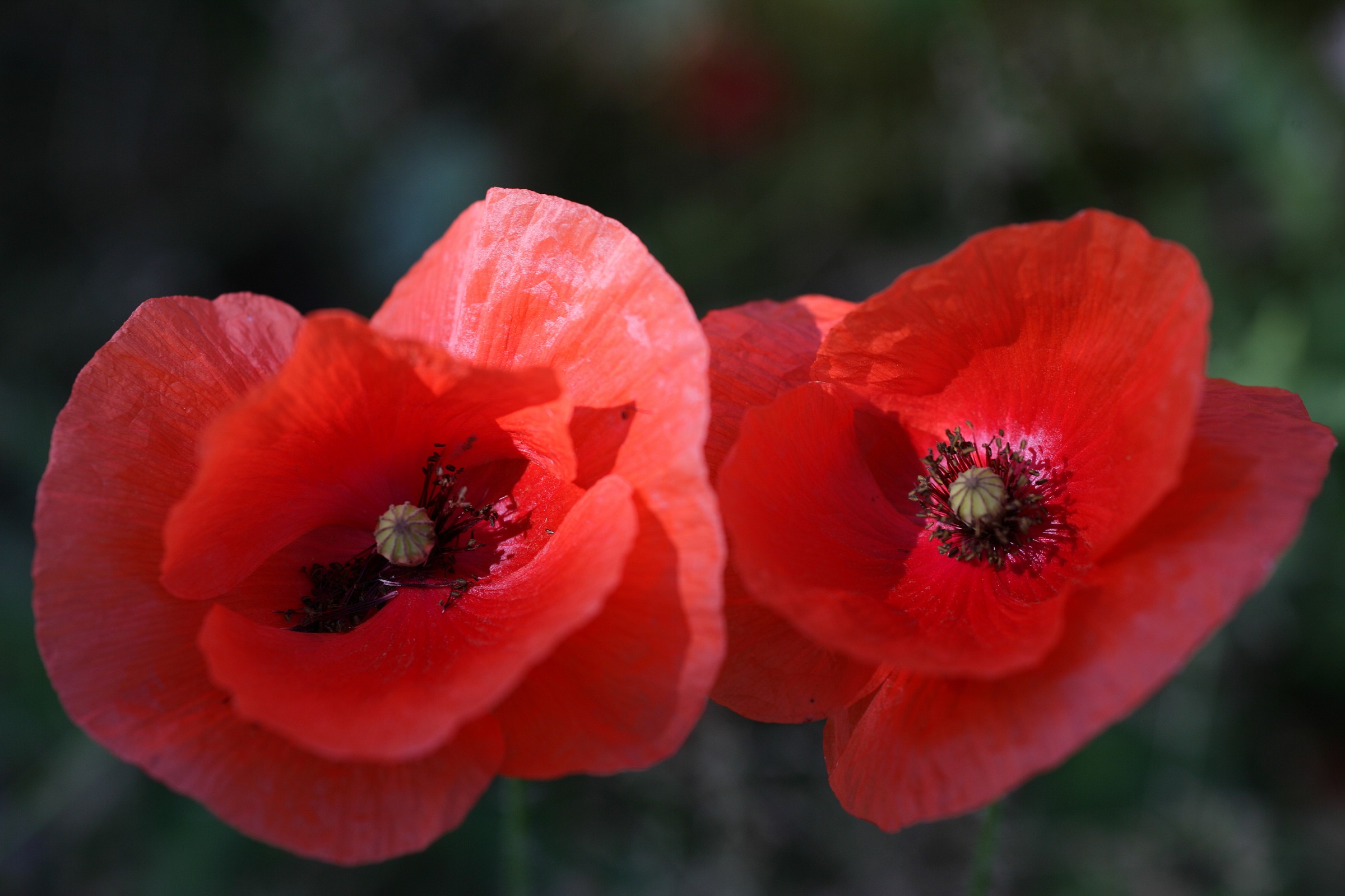 poppies