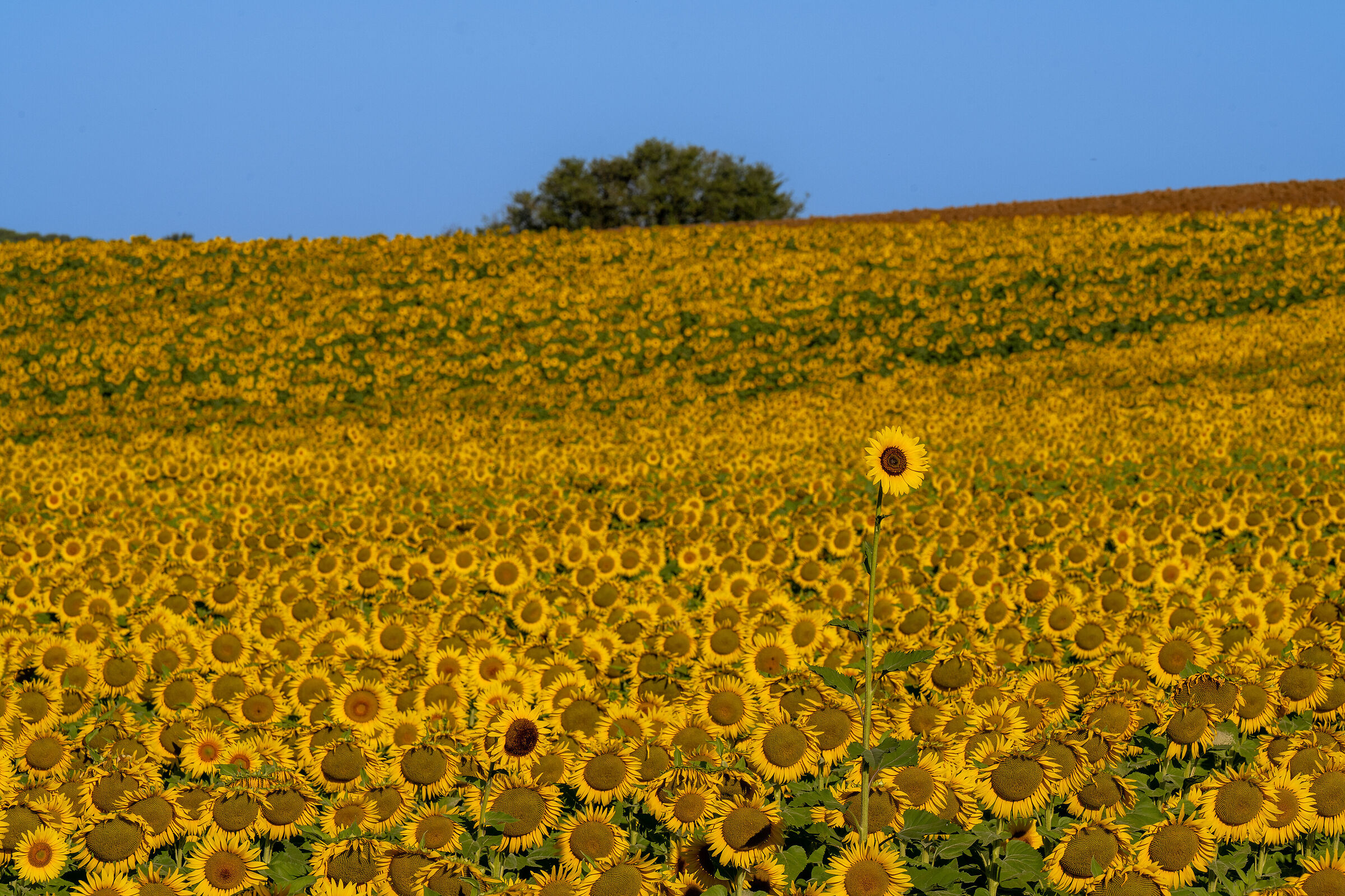 "Because I'm me, and you're not a dick!"