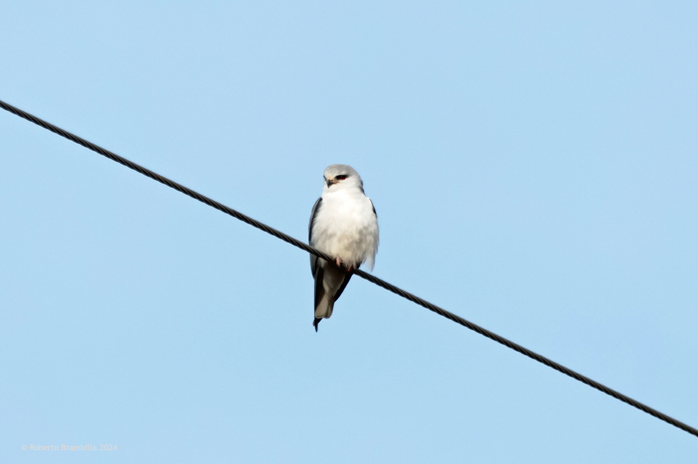 Wonderful White Kite